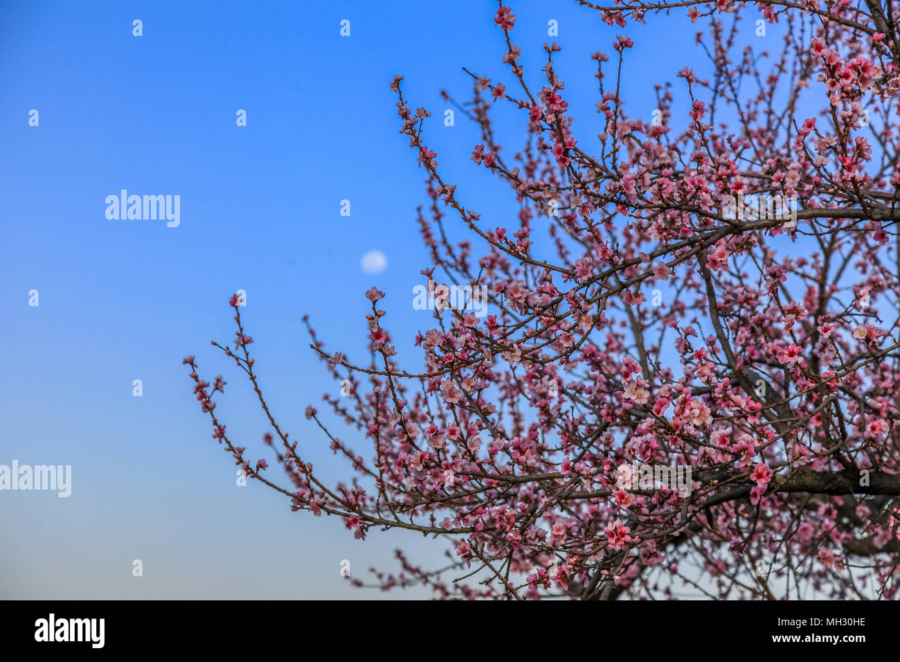 African cherry flower hires stock photography and images Alamy