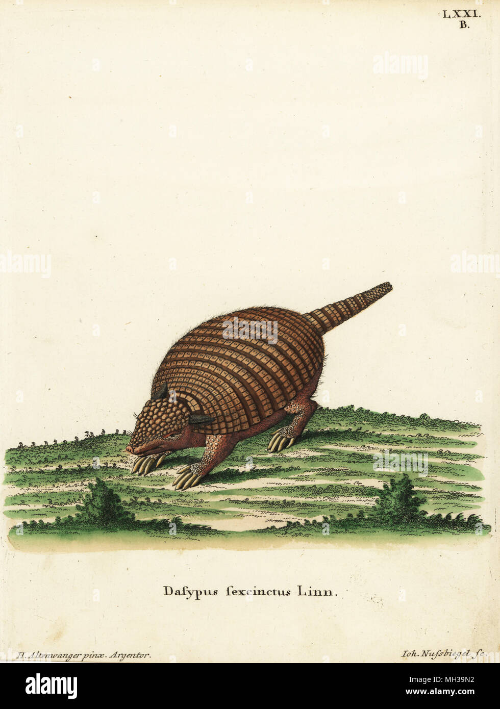 Six-banded armadillo, Euphractus sexcinctus. Dasypus sexcinctus Linn. Handcoloured copperplate engraving by Johann Nussbiegel after an illustration by Heinrich Altenwanger from Johann Christian Daniel Schreber's Animal Illustrations after Nature, or Schreber's Fantastic Animals, Erlangen, Germany, 1775. Stock Photo