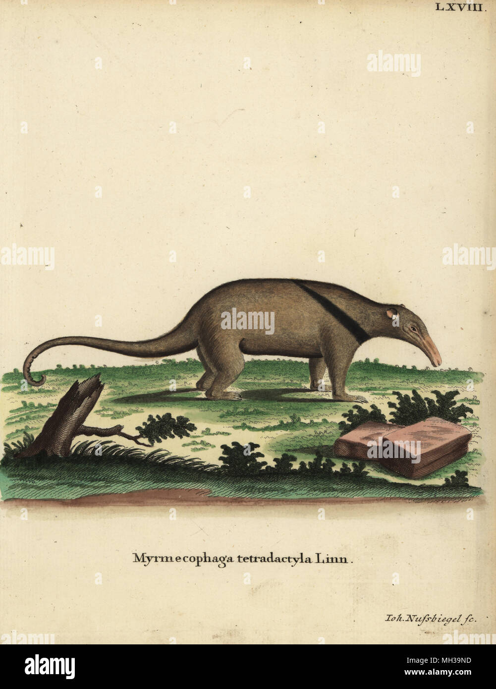Southern tamandua, Tamandua tetradactyla. Myrmecophaga tetradactyla Linn. Handcoloured copperplate engraving by Johann Nussbiegel from Johann Christian Daniel Schreber's Animal Illustrations after Nature, or Schreber's Fantastic Animals, Erlangen, Germany, 1775. Stock Photo