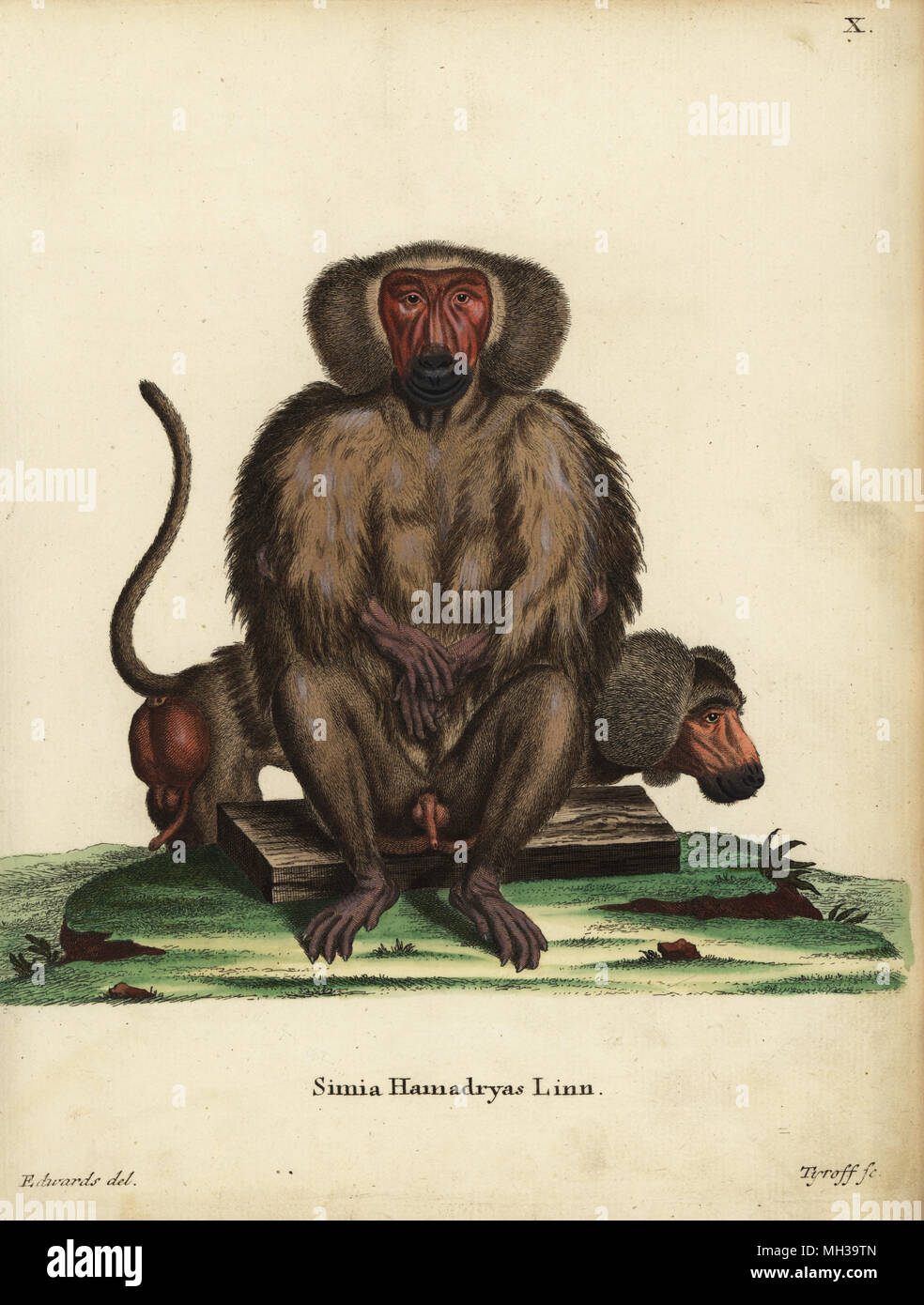 Hamadryas baboon, Papio hamadryas. Simia hamadryas Linn. Handcoloured copperplate engraving by Tyroff after an illustration by George Edwards from Johann Christian Daniel Schreber's Animal Illustrations after Nature, or Schreber's Fantastic Animals, Erlangen, Germany, 1775. Stock Photo
