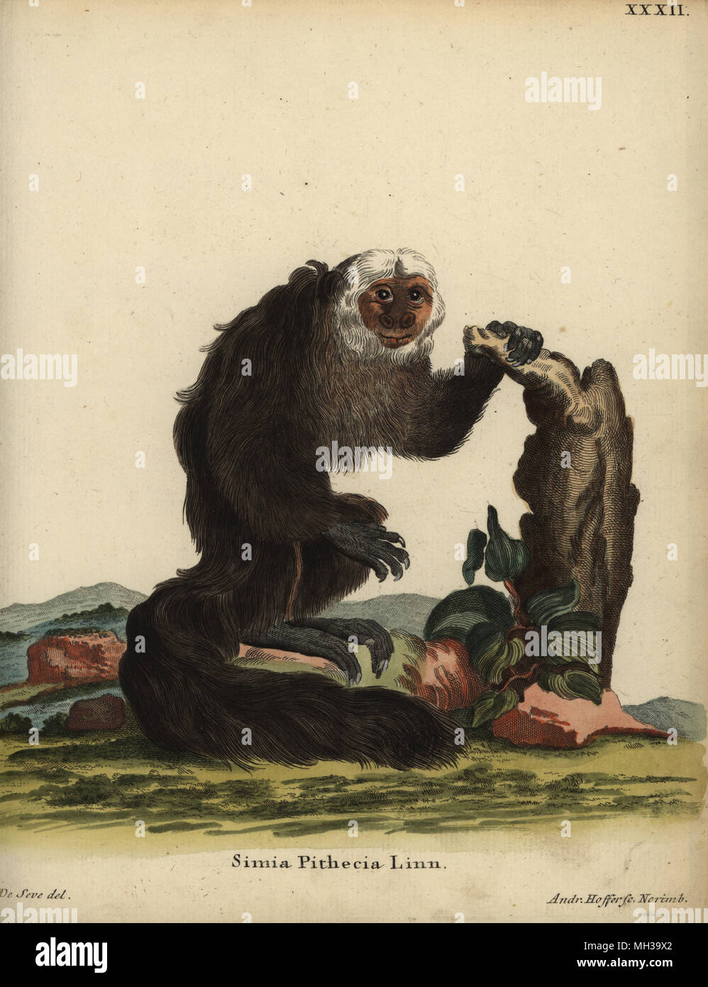 White-faced saki or Guianan saki, Pithecia pithecia. Simia pithecia Linn. Handcoloured copperplate engraving by Andreas Hoffer after an illustration by Jacques de Seve from Johann Christian Daniel Schreber's Animal Illustrations after Nature, or Schreber's Fantastic Animals, Erlangen, Germany, 1775. Stock Photo