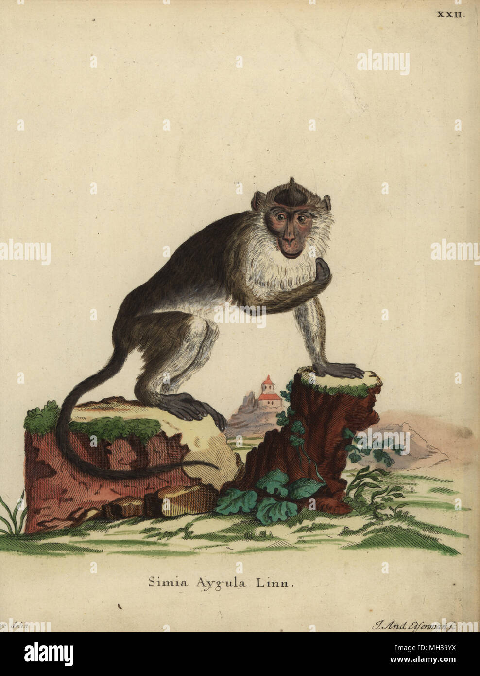 Crab-eating macaque, Macaca fascicularis. Simia aygula Linn. Handcoloured copperplate engraving by Jakob Andreas Eisenmann after an illustration by Jacques de Seve from Johann Christian Daniel Schreber's Animal Illustrations after Nature, or Schreber's Fantastic Animals, Erlangen, Germany, 1775. Stock Photo