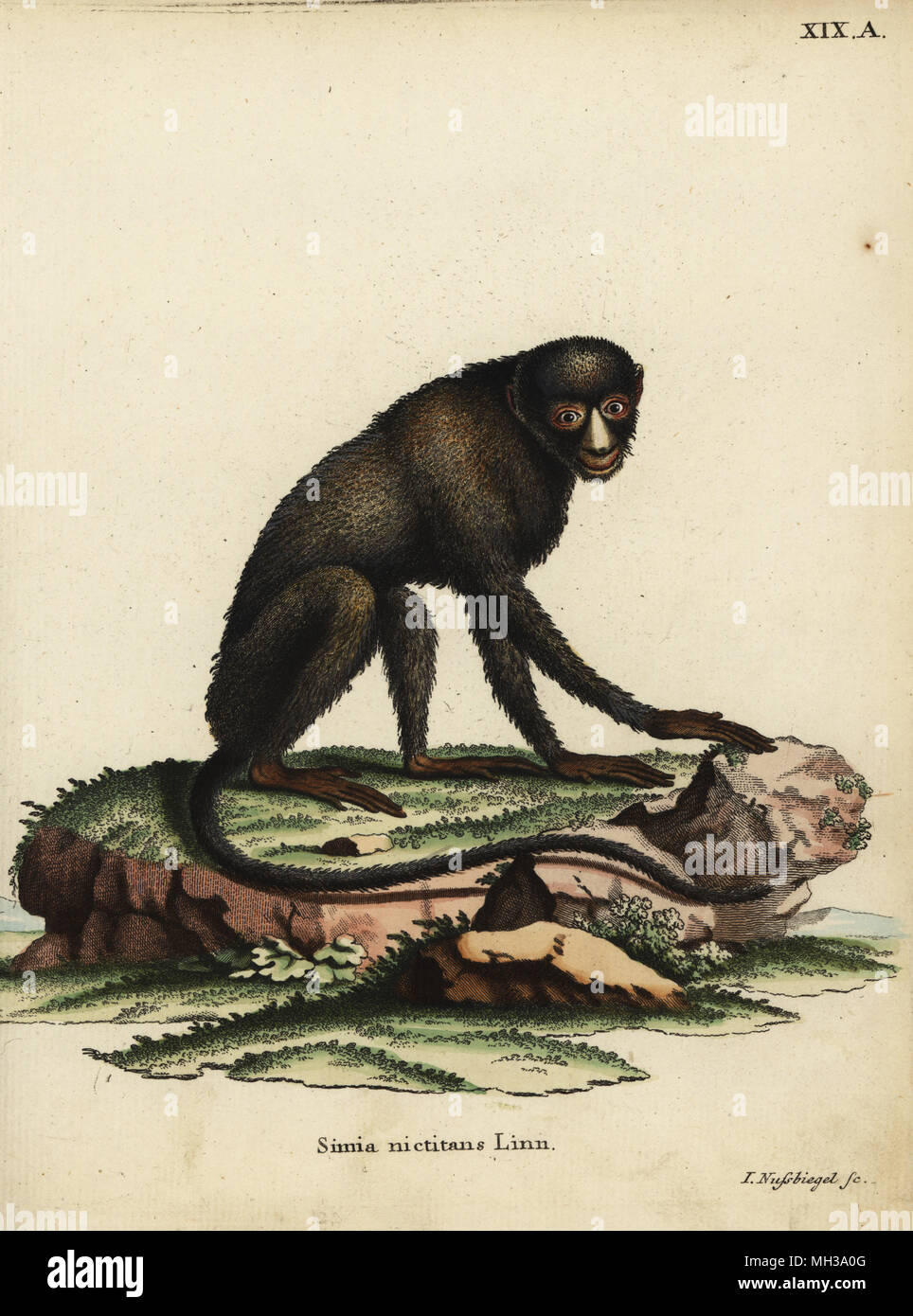 Cercopithecus nictitans hi-res stock photography and images - Alamy