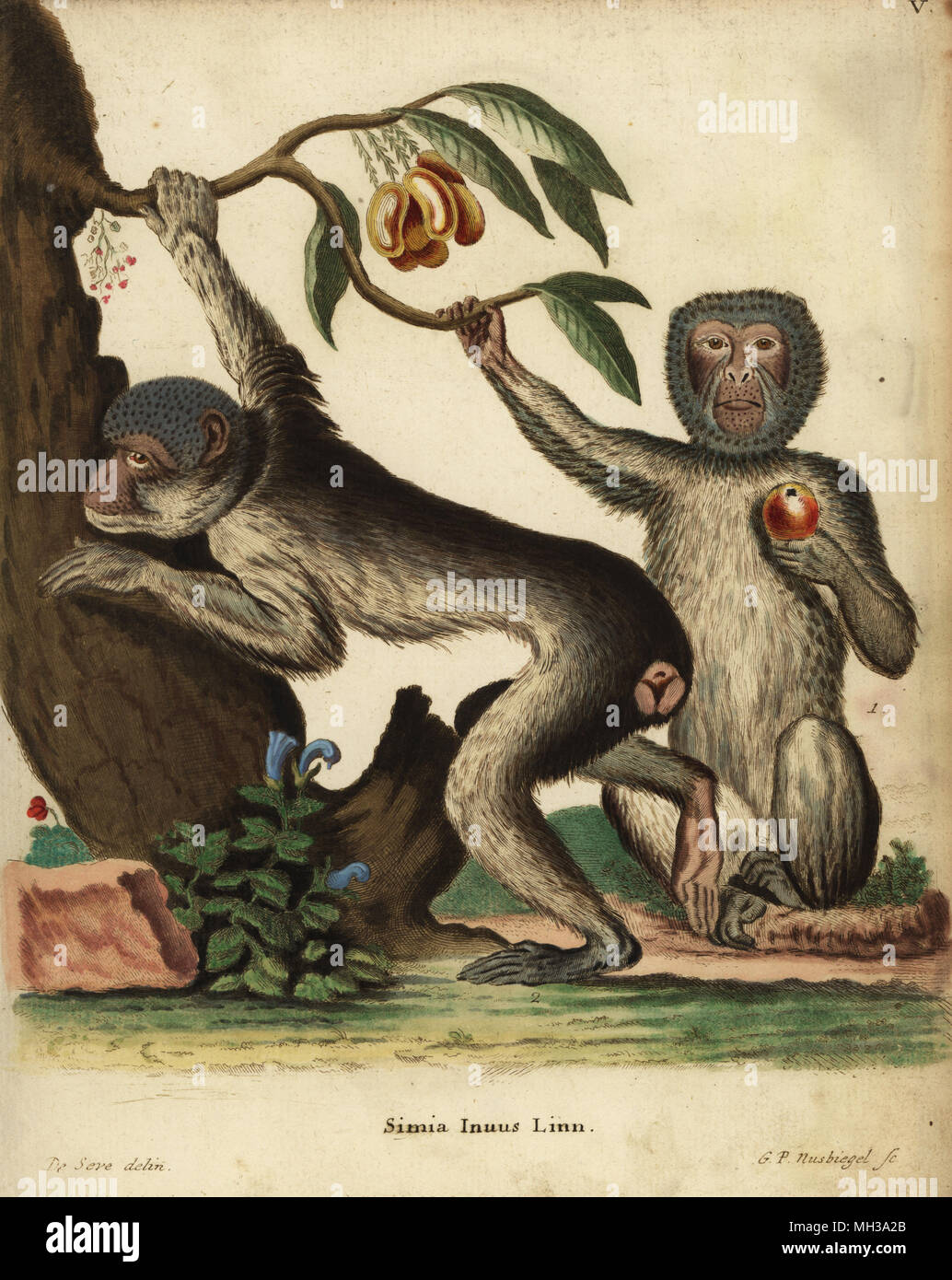Barbary ape or macaque, Macaca sylvanus. Endangered. Simia inuus Linn. Handcoloured copperplate engraving by Georg Paul Nussbiegel after an illustration by Jacques de Seve from Johann Christian Daniel Schreber's Animal Illustrations after Nature, or Schreber's Fantastic Animals, Erlangen, Germany, 1775. Stock Photo