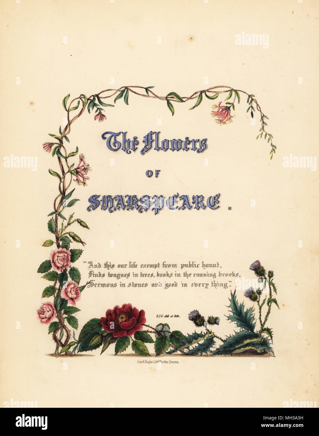 Title page with calligraphic title Flowers of Shakspeare and vignette of roses, honeysuckle and thistles. Handcoioured botanical illustration drawn and lithographed by Jane Elizabeth Giraud from The Flowers of Shakespeare, Day and Haghe, London, 1845. Stock Photo