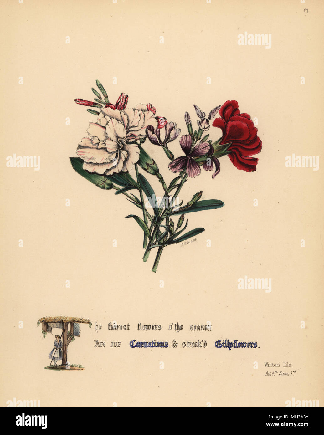 Carnations and Gilly flowers (Winter's Tale). Handcoioured botanical illustration drawn and lithographed by Jane Elizabeth Giraud from The Flowers of Shakespeare, Day and Haghe, London, 1845. Stock Photo