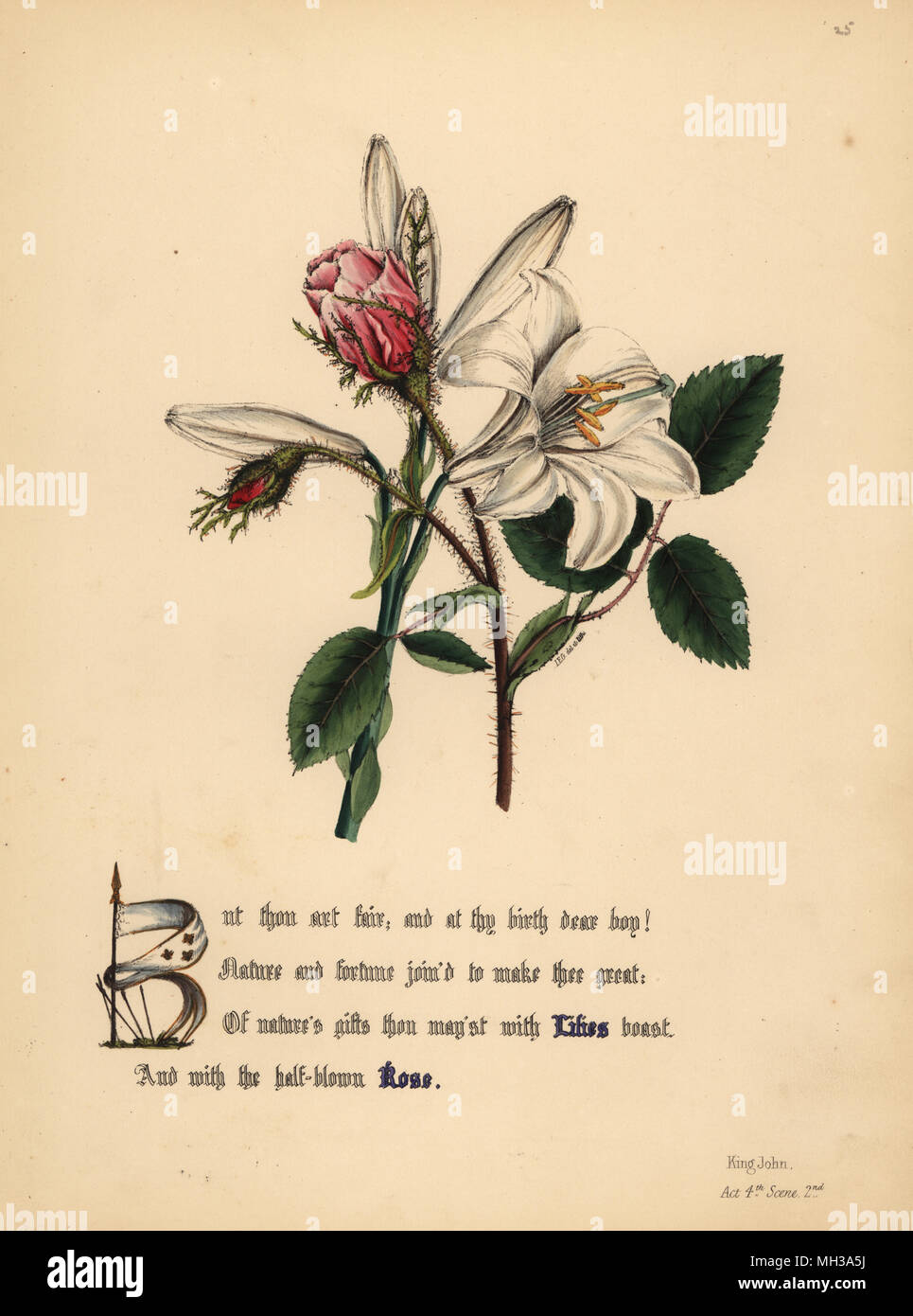 Lilies and Roses (King John). Handcoioured botanical illustration drawn and lithographed by Jane Elizabeth Giraud from The Flowers of Shakespeare, Day and Haghe, London, 1845. Stock Photo