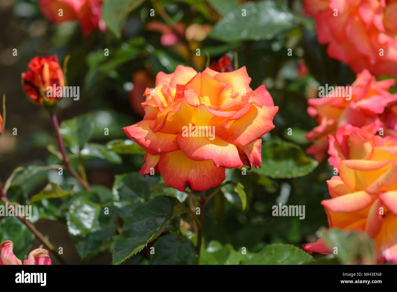 Rose Sheila's Perfume Stock Photo - Alamy