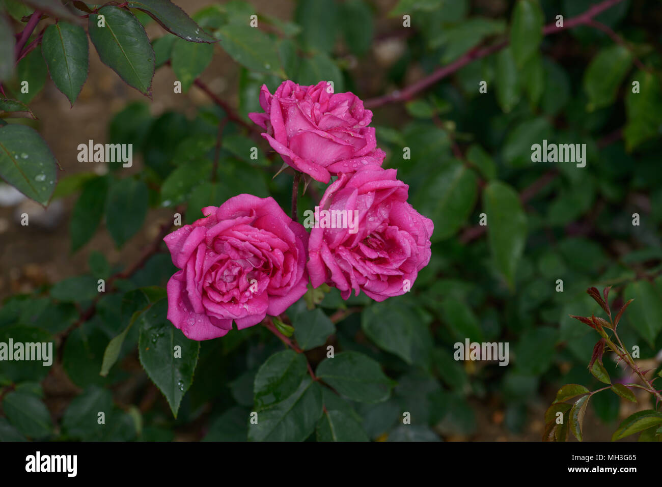 Paul smith rose hi-res stock photography and images - Alamy