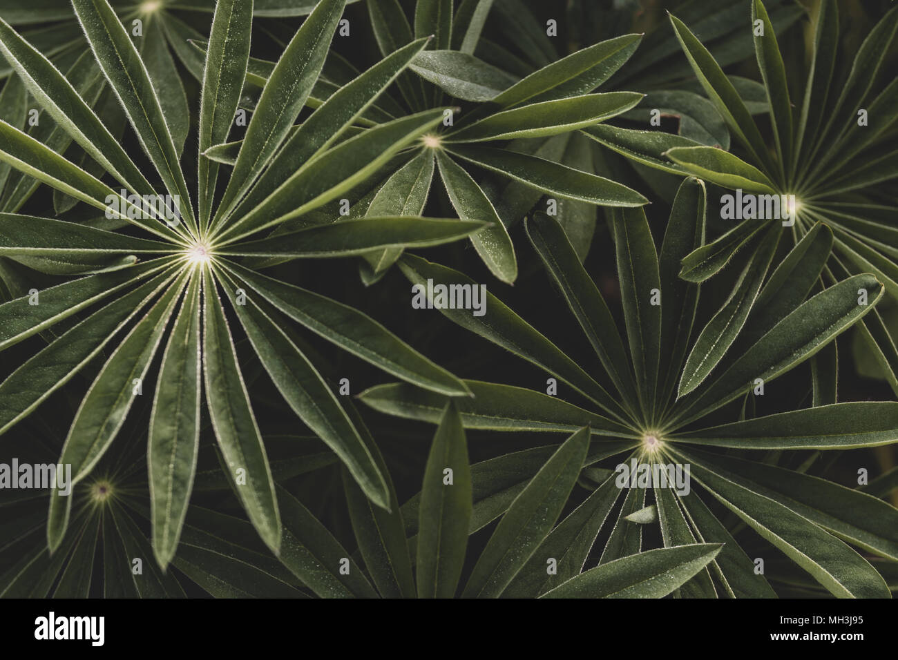 Broad leaf plant hi-res stock photography and images - Alamy