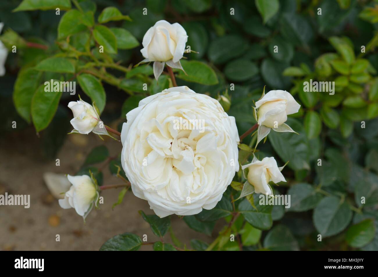 Rose Summer Memories Stock Photo: 182633583 - Alamy