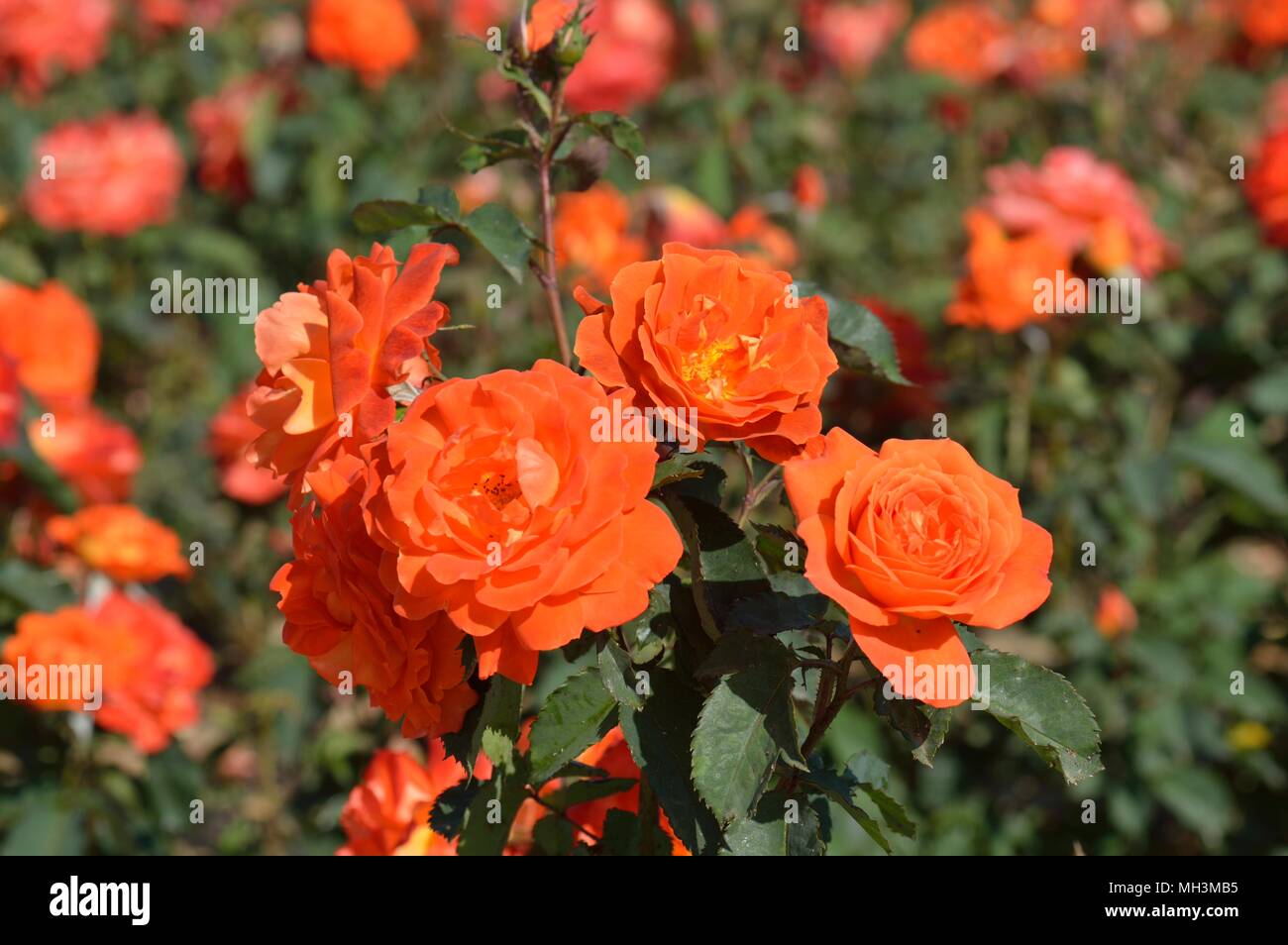 Rose Super Trouper Stock Photo - Alamy