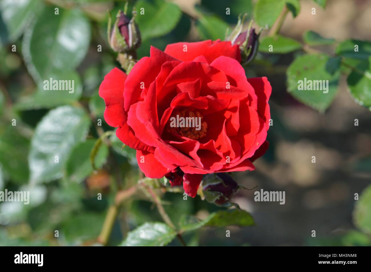 Rose Sympathie Stock Photo