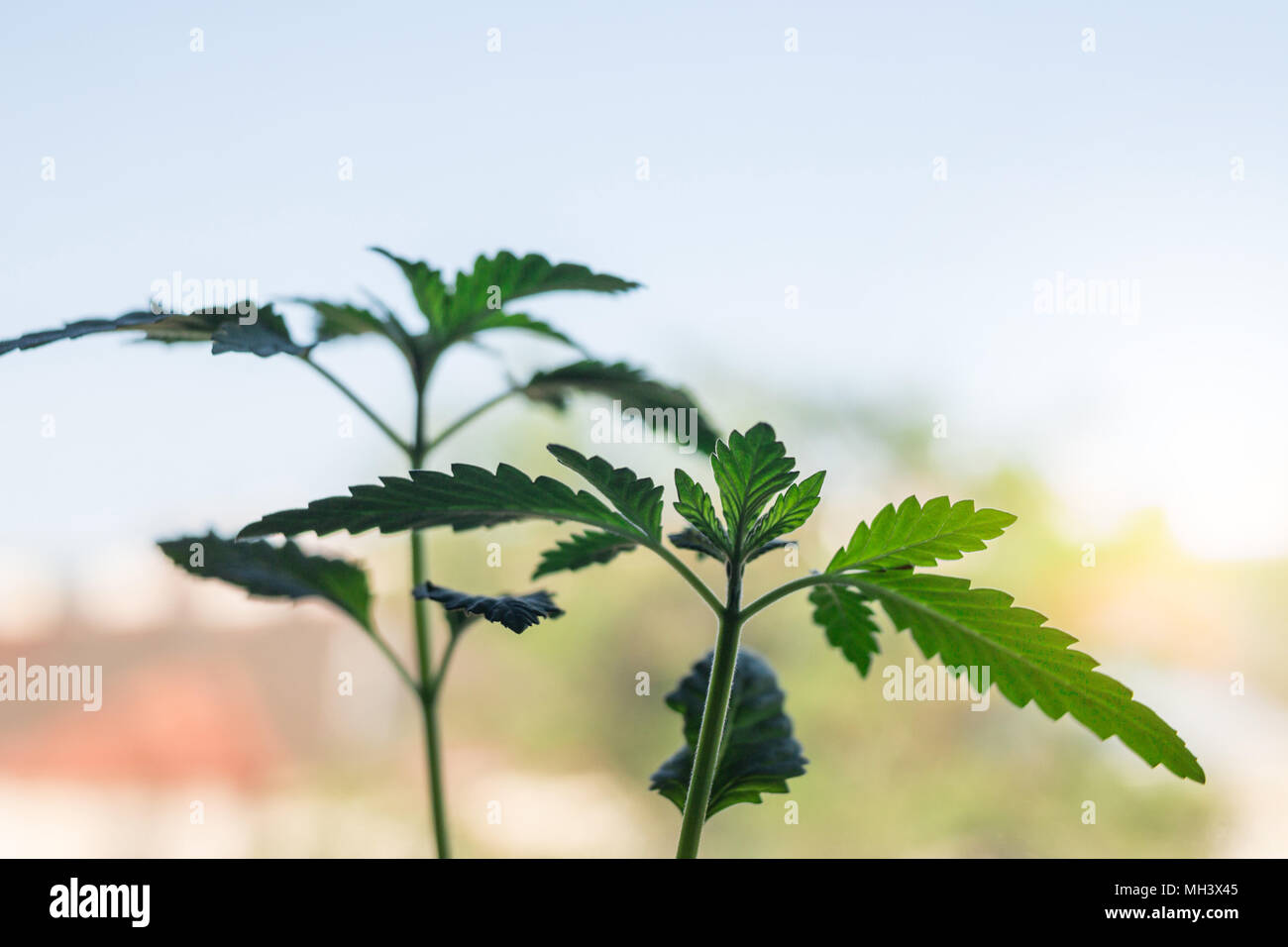Young potted Hemp plant close up against sky Stock Photo