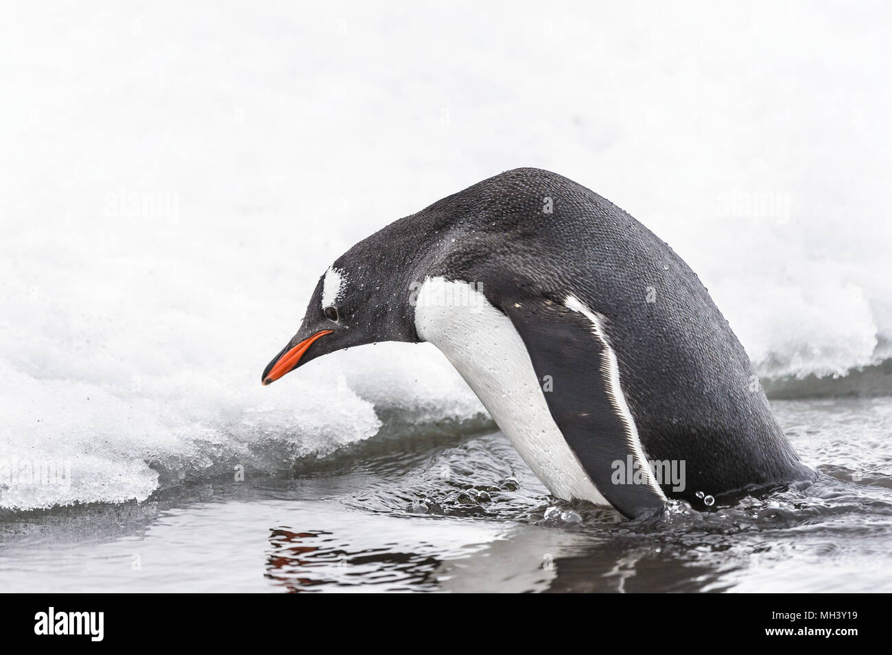 Penguin jump out of water hi-res stock photography and images - Alamy