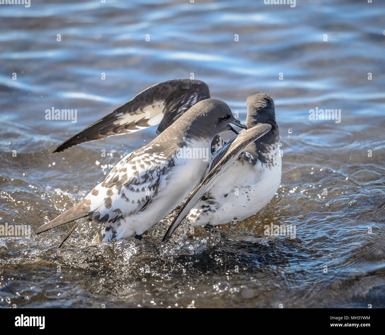 Fauna of Antarctica Stock Photo - Alamy