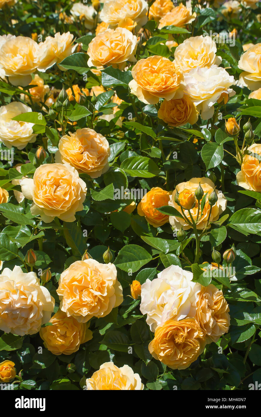 'Julia Child' Roses in Full Bloom Stock Photo
