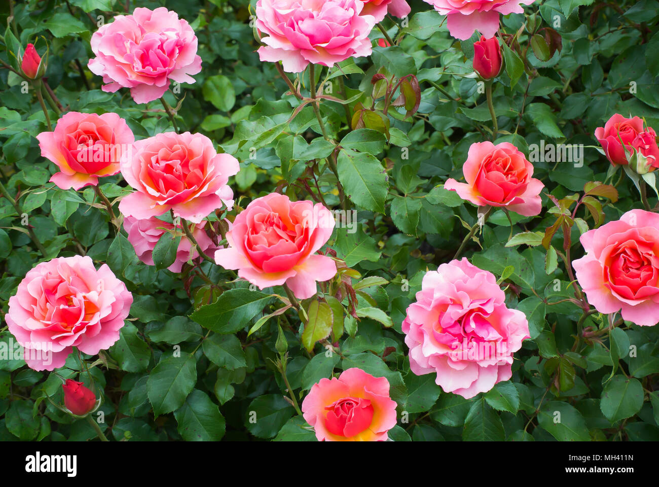 rosaceae family no people stock photos rosaceae family no people rosaceae family