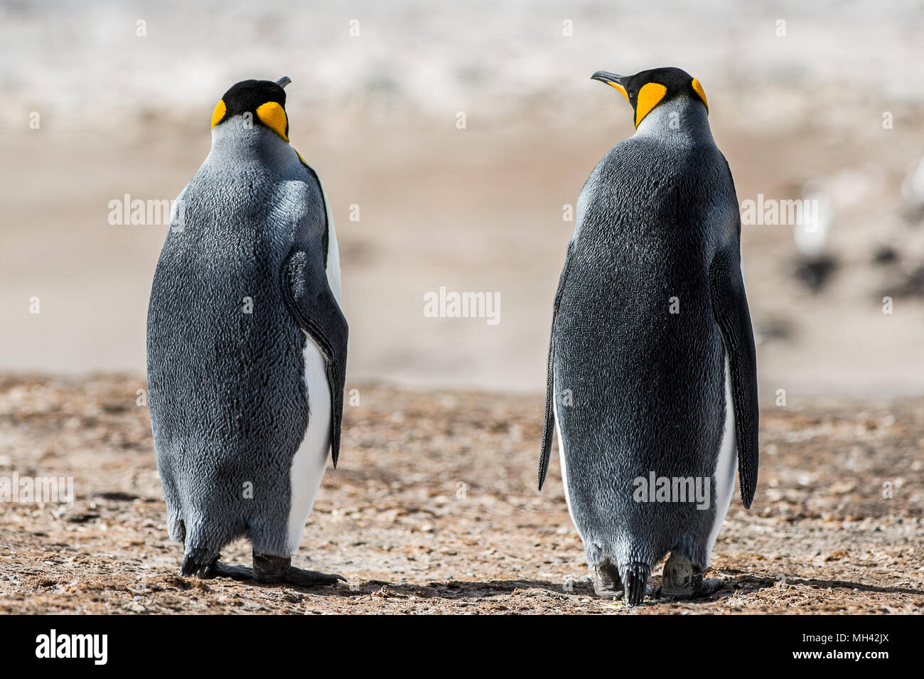 King Penguin From Behind Antarctica Stock Photo Alamy