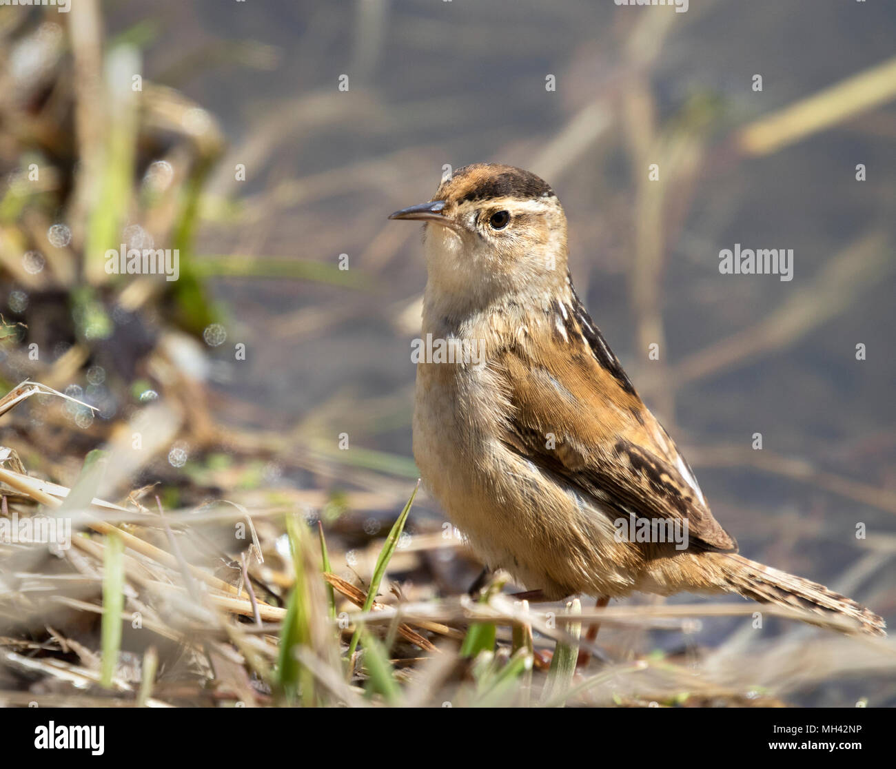 Marsh Wren (Cistothorus palustris) Stock Photo