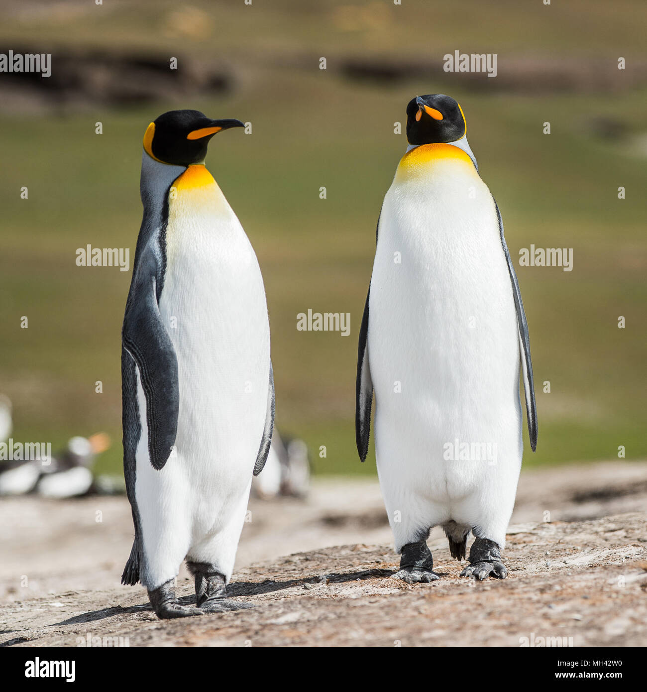 King penguins, Falkland Islands, Antarctica Stock Photo - Alamy