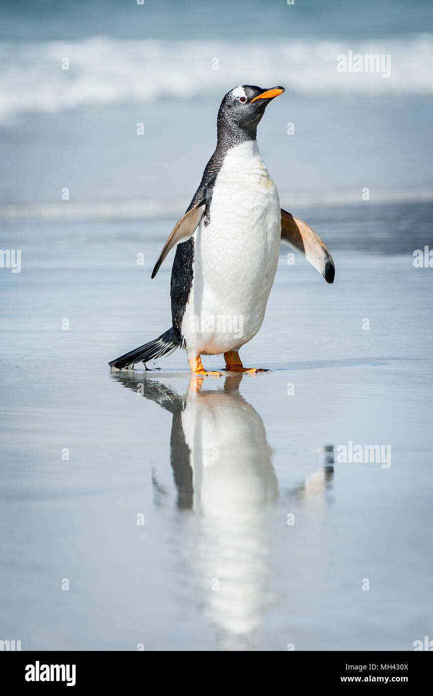 Little cute gentoo penguin and its reflection in the water Stock Photo ...