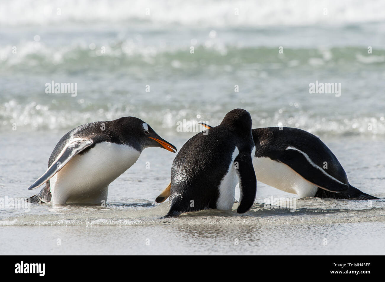 Group of the penguins in the Atlantic Ocean Stock Photo Alamy
