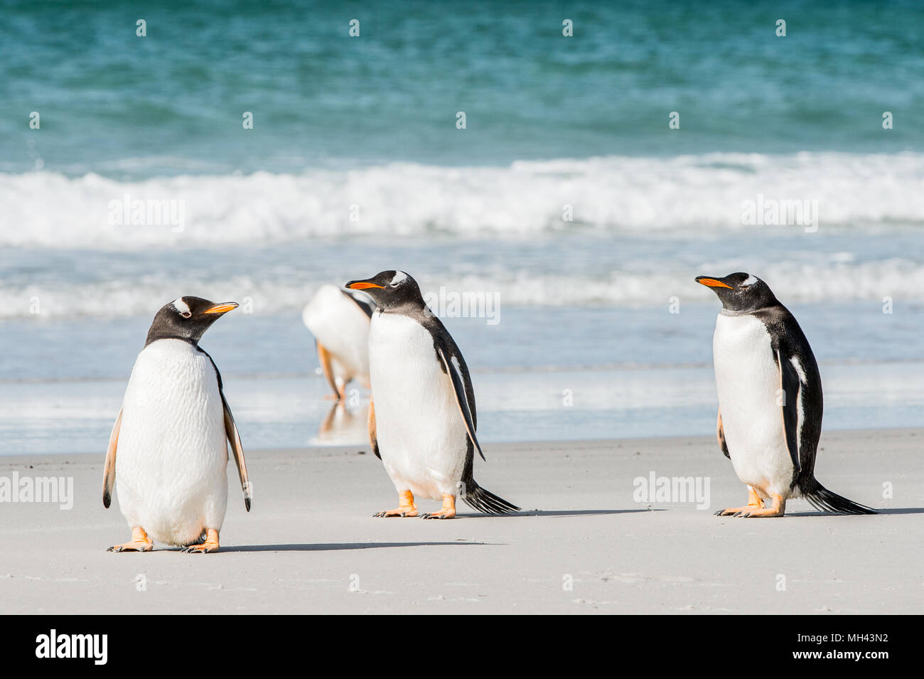 Group of the penguins in the Atlantic Ocean Stock Photo Alamy