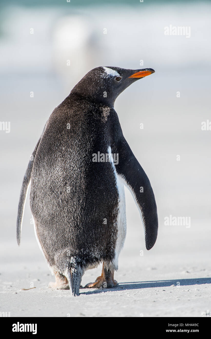 Pingouin de dos hotsell