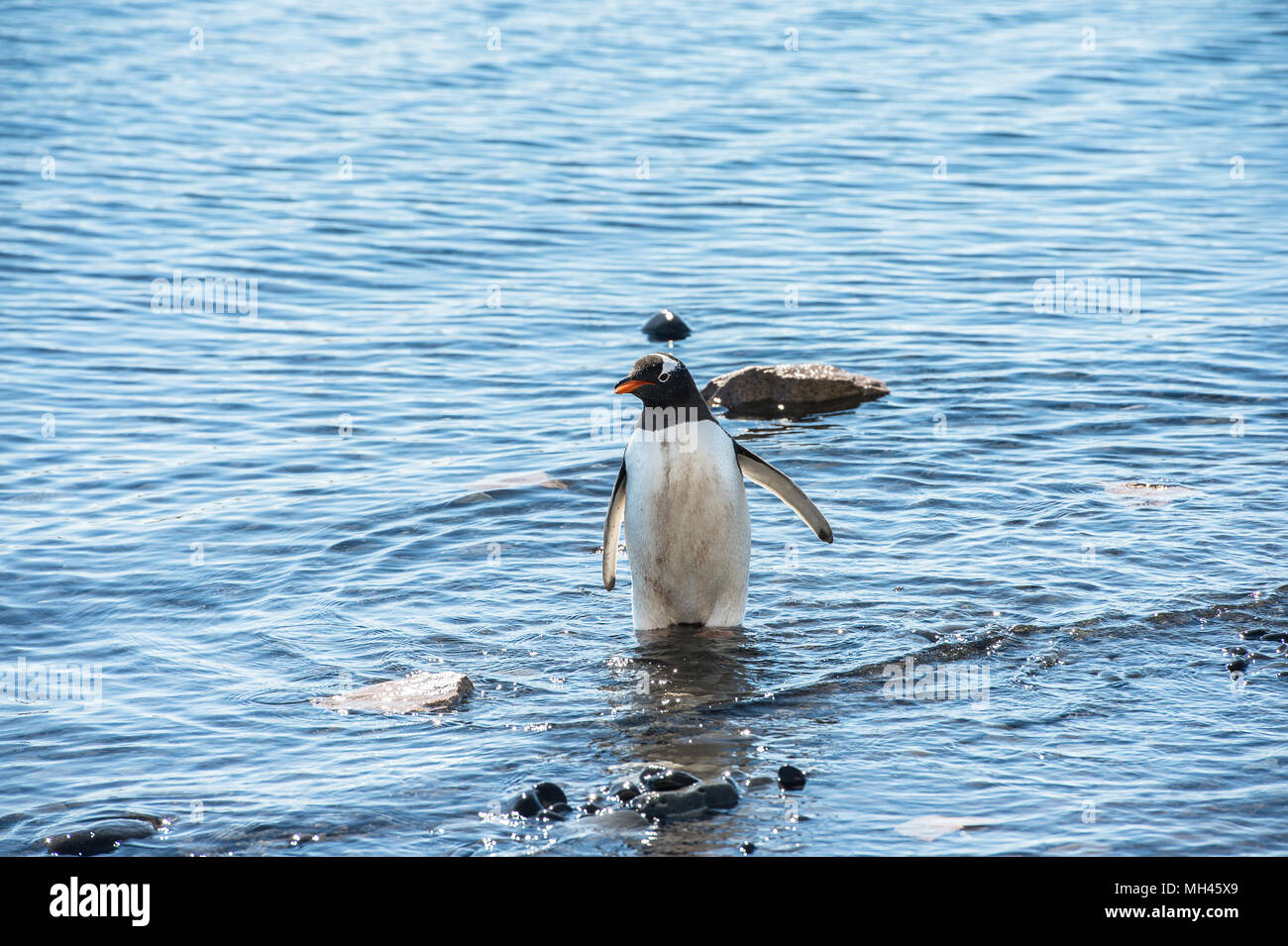 Gentoo Penguin (Pygoscelis papua) in the water looks for the fish Stock ...