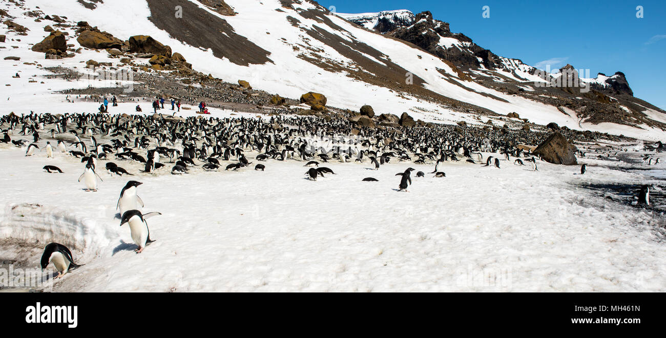 Many Adelie Penguins (Pygoscelis adeliae) on the Antarctica coast Stock