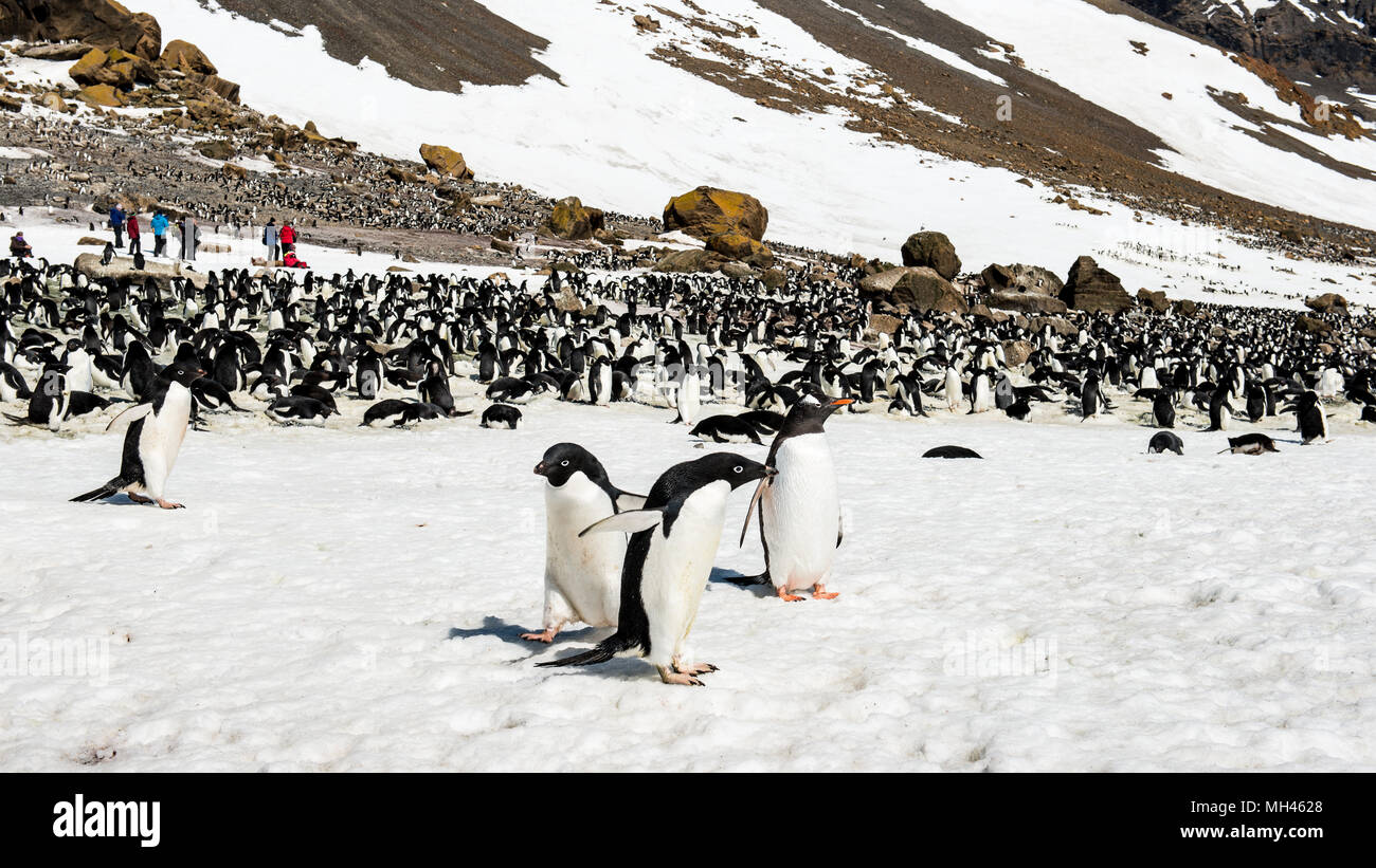 Many Adelie Penguins (Pygoscelis adeliae) on the Antarctica coast Stock ...