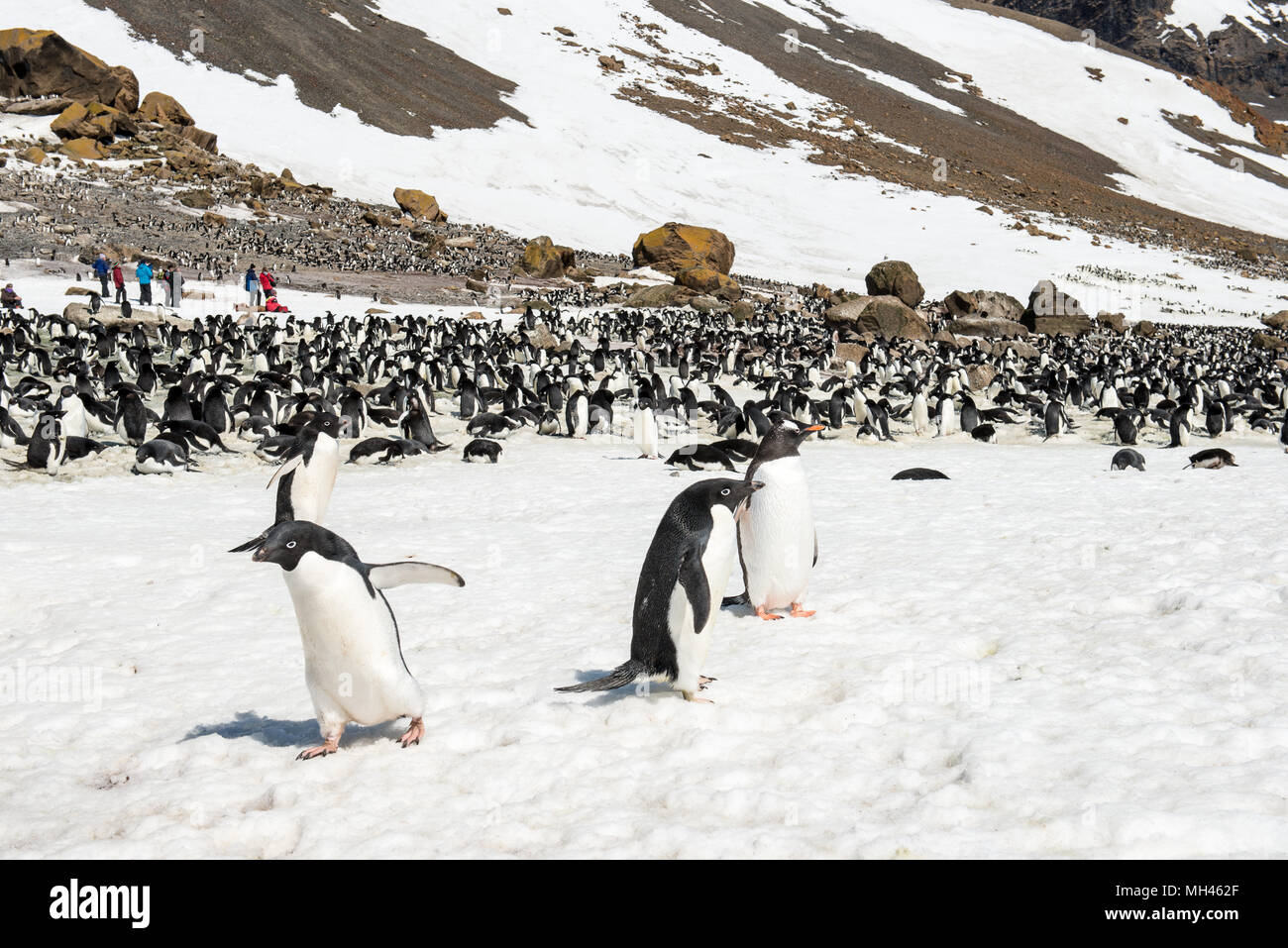 Many Adelie Penguins (Pygoscelis adeliae) on the Antarctica coast Stock