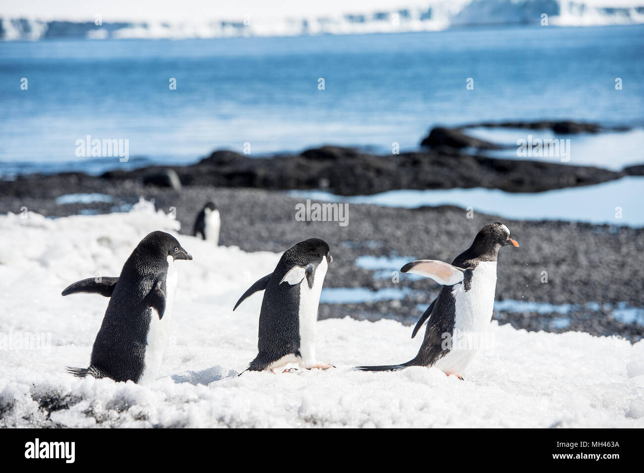 Group of the Adelie penguins (Pygoscelis adeliae) on the Antarctic ...