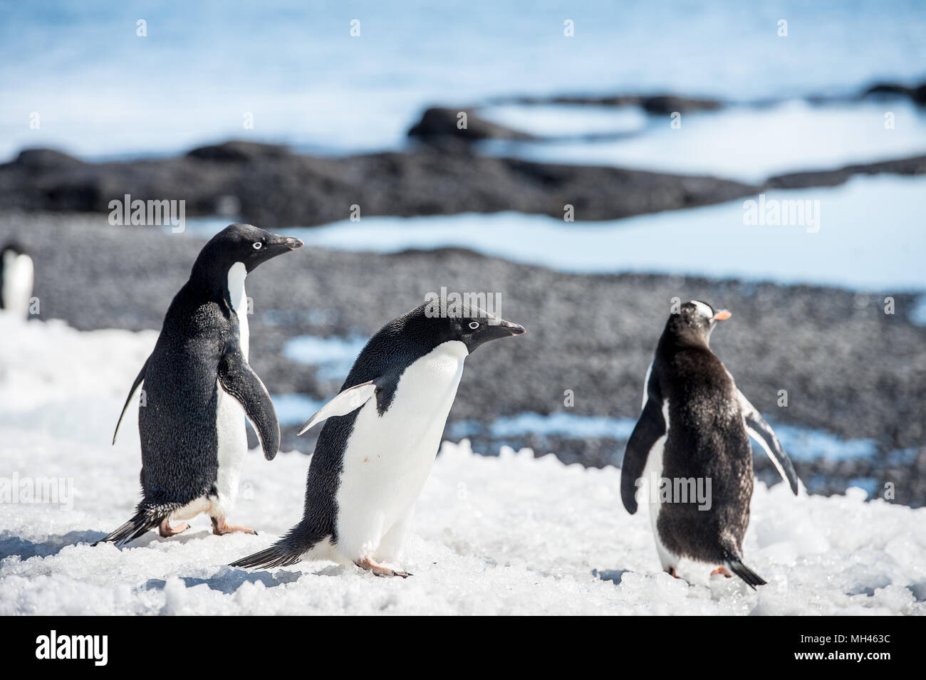 Group of the Adelie penguins (Pygoscelis adeliae) on the Antarctic ...