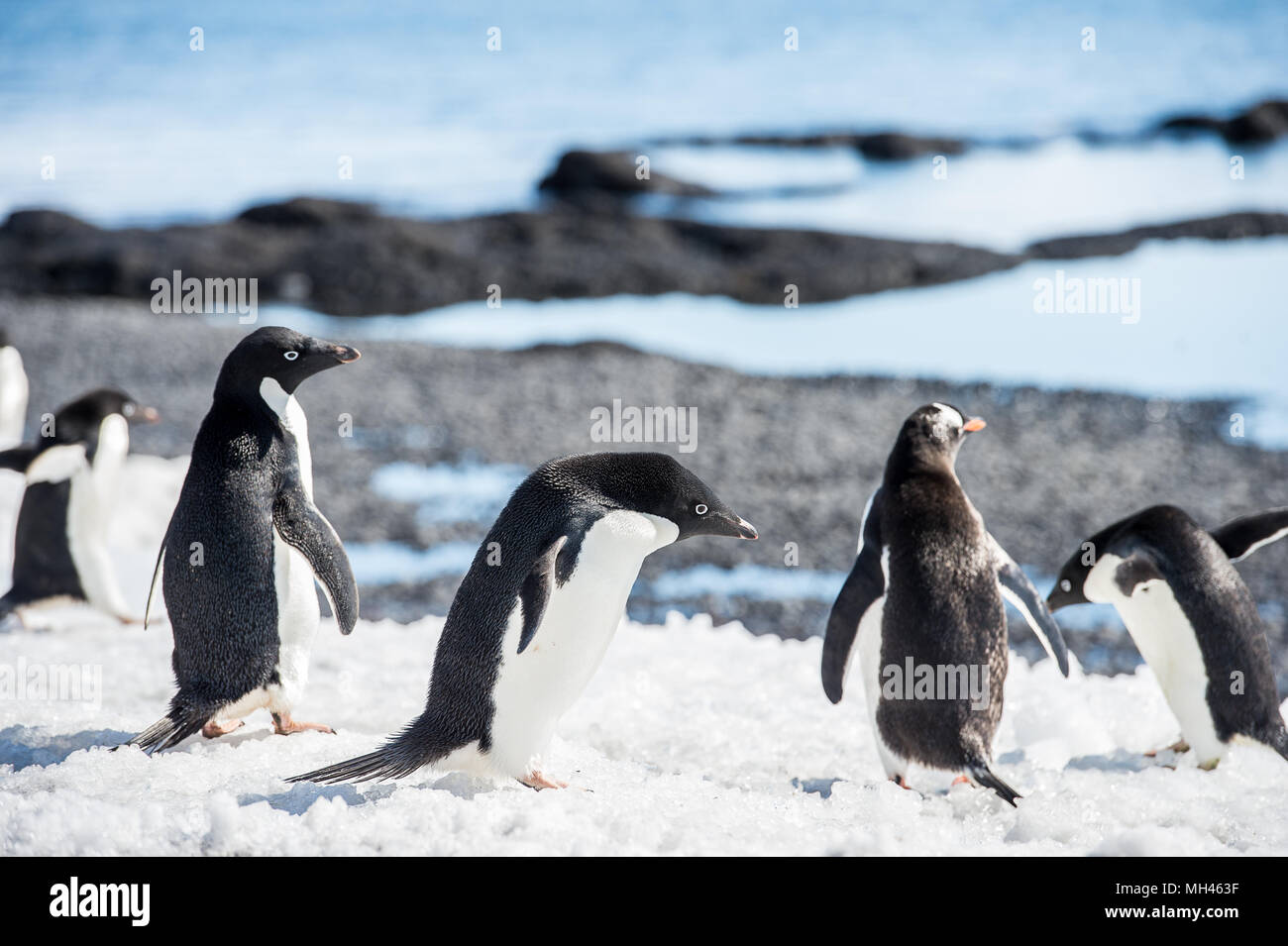 Group of the Adelie penguins (Pygoscelis adeliae) on the Antarctic ...