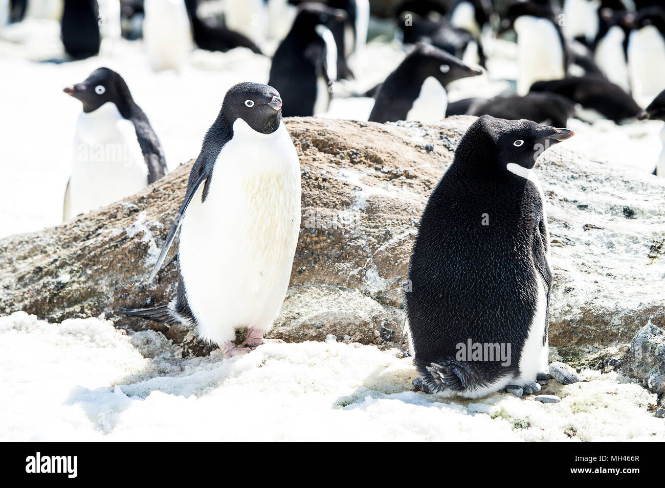 Group of Adelie penguins (Pygoscelis adeliae) on the snow on the ...