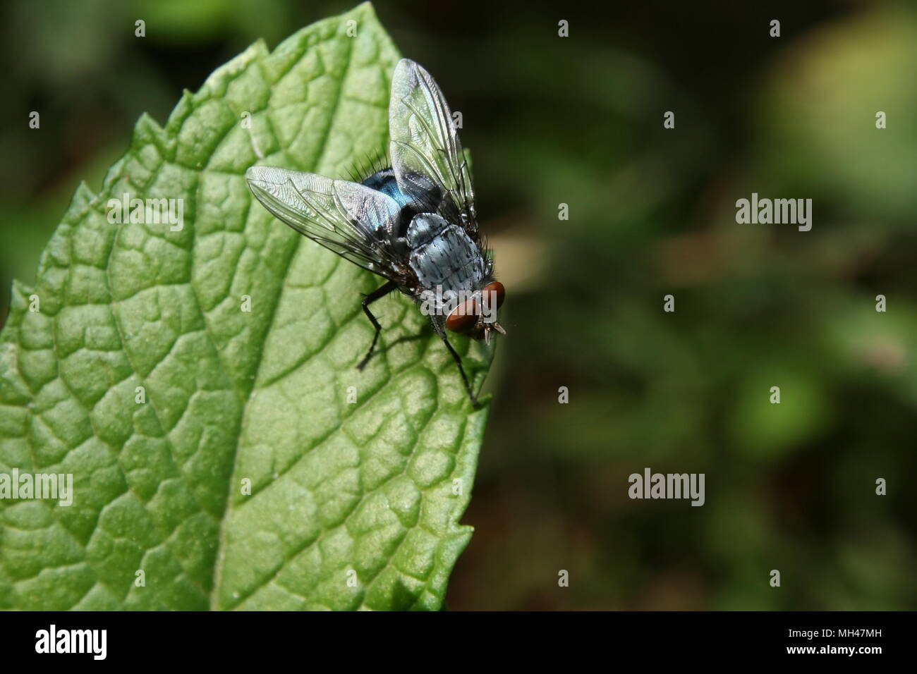 Blowfly on a Mint leaf Stock Photo