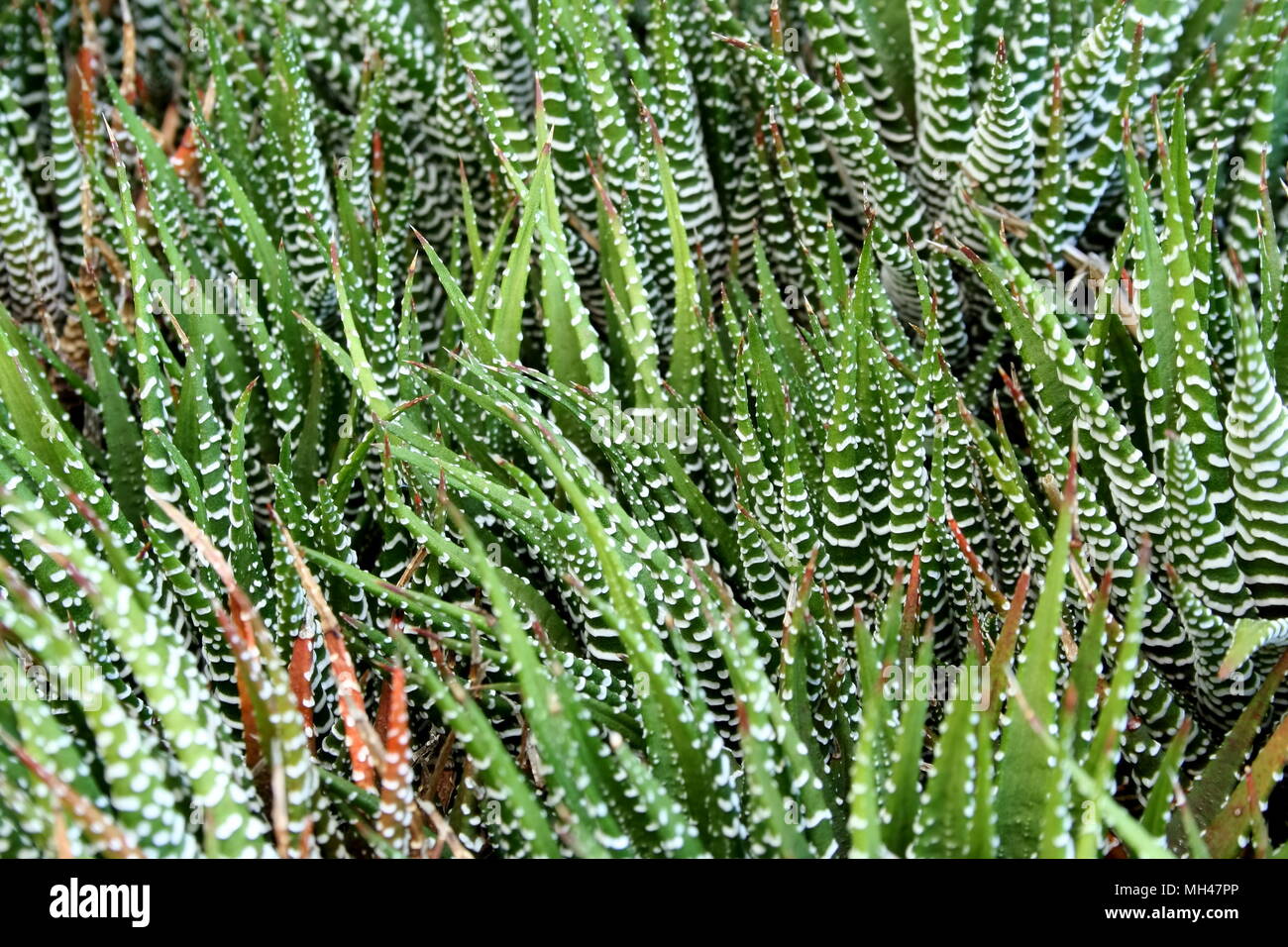 Zebra Cactus plants grouped together Stock Photo Alamy