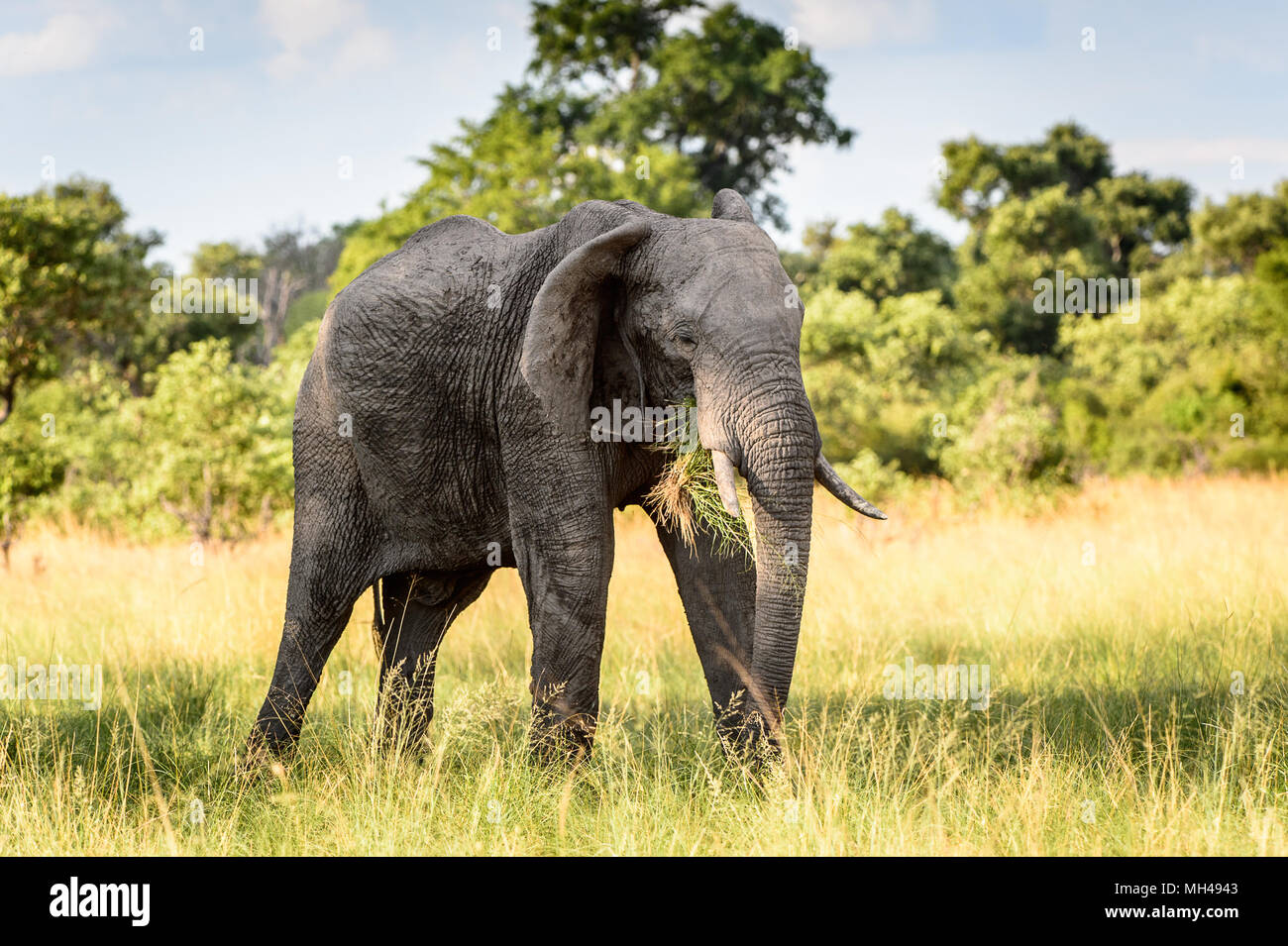 Elephant walks in the Moremi Game Reserve (Okavango River Delta), National Park, Botswana Stock