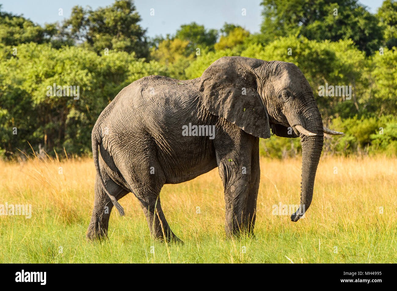 Elephant walks in the Moremi Game Reserve (Okavango River Delta), National Park, Botswana Stock