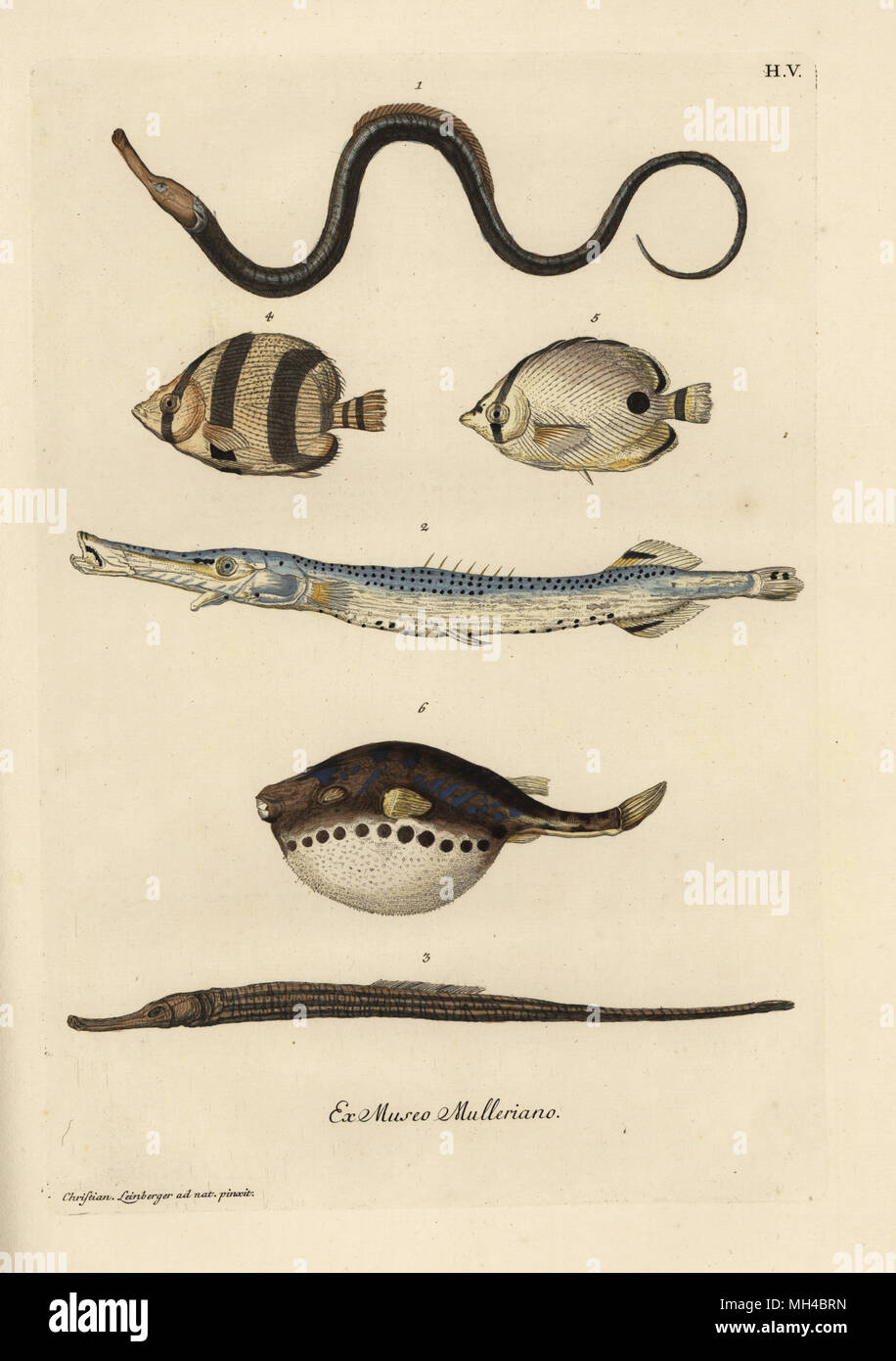 Broadnosed pipefish, Syngnathus typhle 1, Syngnatus sphidion, trumpetfish, Aulostomus maculatus 2, snake pipefish, Entelurus aequoreus Sygnatus aequorens 3, tropical fish species 4,5, and blowfish or fugu, Sphoeroides maculatus 6. Handcoloured copperplate engraving after an illustration by Christian Leinberger from Georg Wolfgang Knorr's Deliciae Naturae Selectae of Kabinet van Zeldzaamheden der Natuur, Blusse and Son, Nuremberg, 1771. Specimens from a Wunderkammer or Cabinet of Curiosities owned by Dr. Christoph Jacob Trew in Nuremberg. Stock Photo