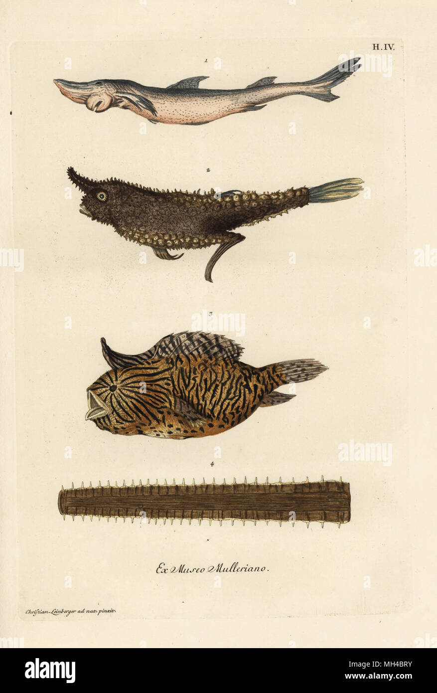 Common smoothhand, Mustelus mustelus, Vulnerable 1, angler fish, Lophius piscatorius 2, burrfish, Chilomycterus schoepfi 3, and bill of a sawfish, Pristis pectinata, critically endangered 4. Un petit haay ou requin, Mustelus laevis, le petit diable marin, Rana piscatrix, un petit poisson rapace des Iles Antilles, la scie ou la corne dentee d'un espadon, Pristis. Handcoloured copperplate engraving after an illustration by Christian Leinberger from Georg Wolfgang Knorr's Deliciae Naturae Selectae of Kabinet van Zeldzaamheden der Natuur, Blusse and Son, Nuremberg, 1771. Specimens from a Wunderkam Stock Photo
