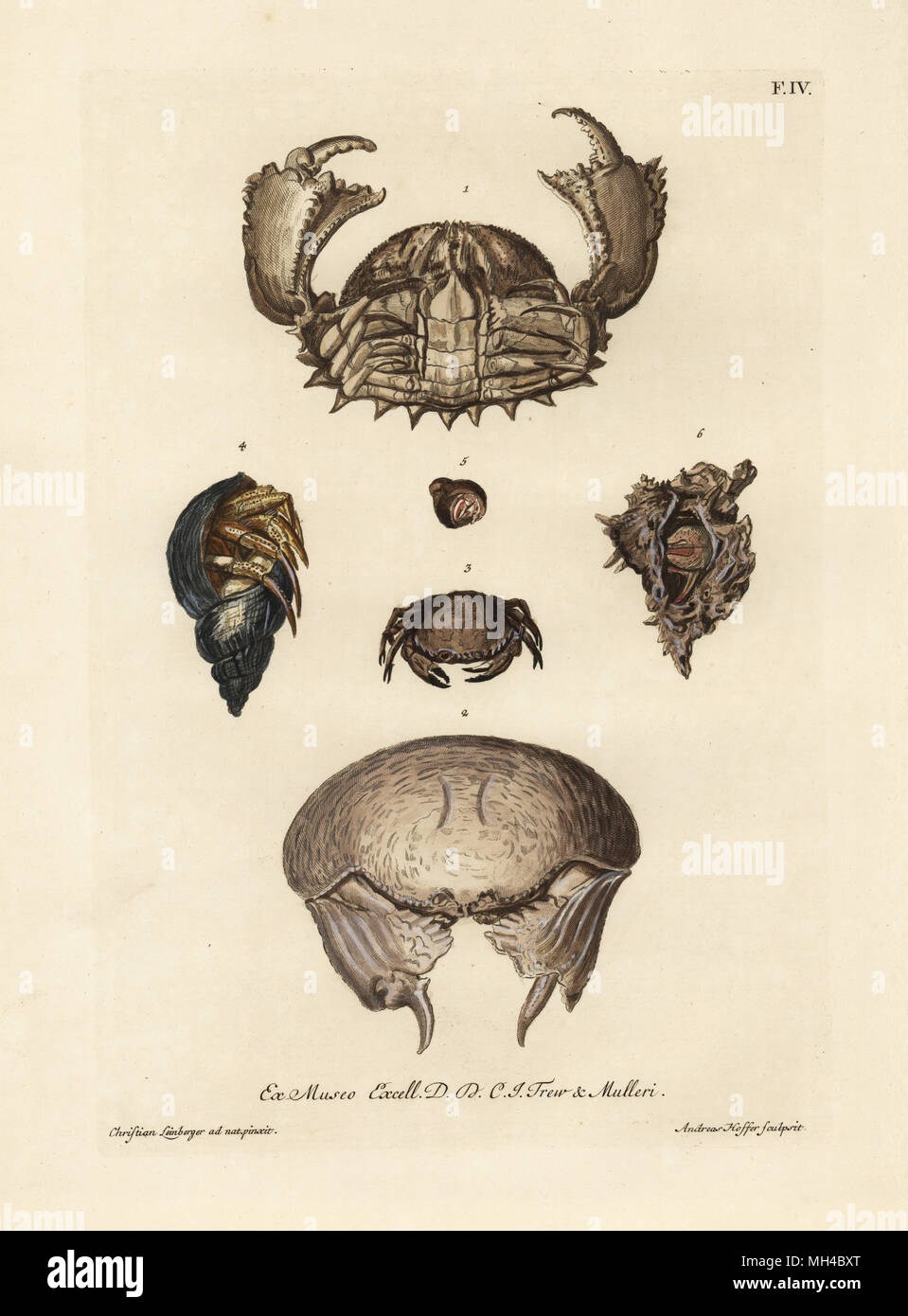 Box crab, Calappa hepatica 1, giant box crab, Calappa calappa 2, floral egg crab, Atergatis floridus 3, Diogenes hermit crab, Diogenes pugilator 4,5, and soldier crab, Pagurus bernhardus 6. Handcoloured copperplate engraving by Andreas Hoffer after an illustration by Christian Leinberger from Georg Wolfgang Knorr's Deliciae Naturae Selectae of Kabinet van Zeldzaamheden der Natuur, Blusse and Son, Nuremberg, 1771. Specimens from a Wunderkammer or Cabinet of Curiosities owned by Dr. Christoph Jacob Trew in Nuremberg. Stock Photo