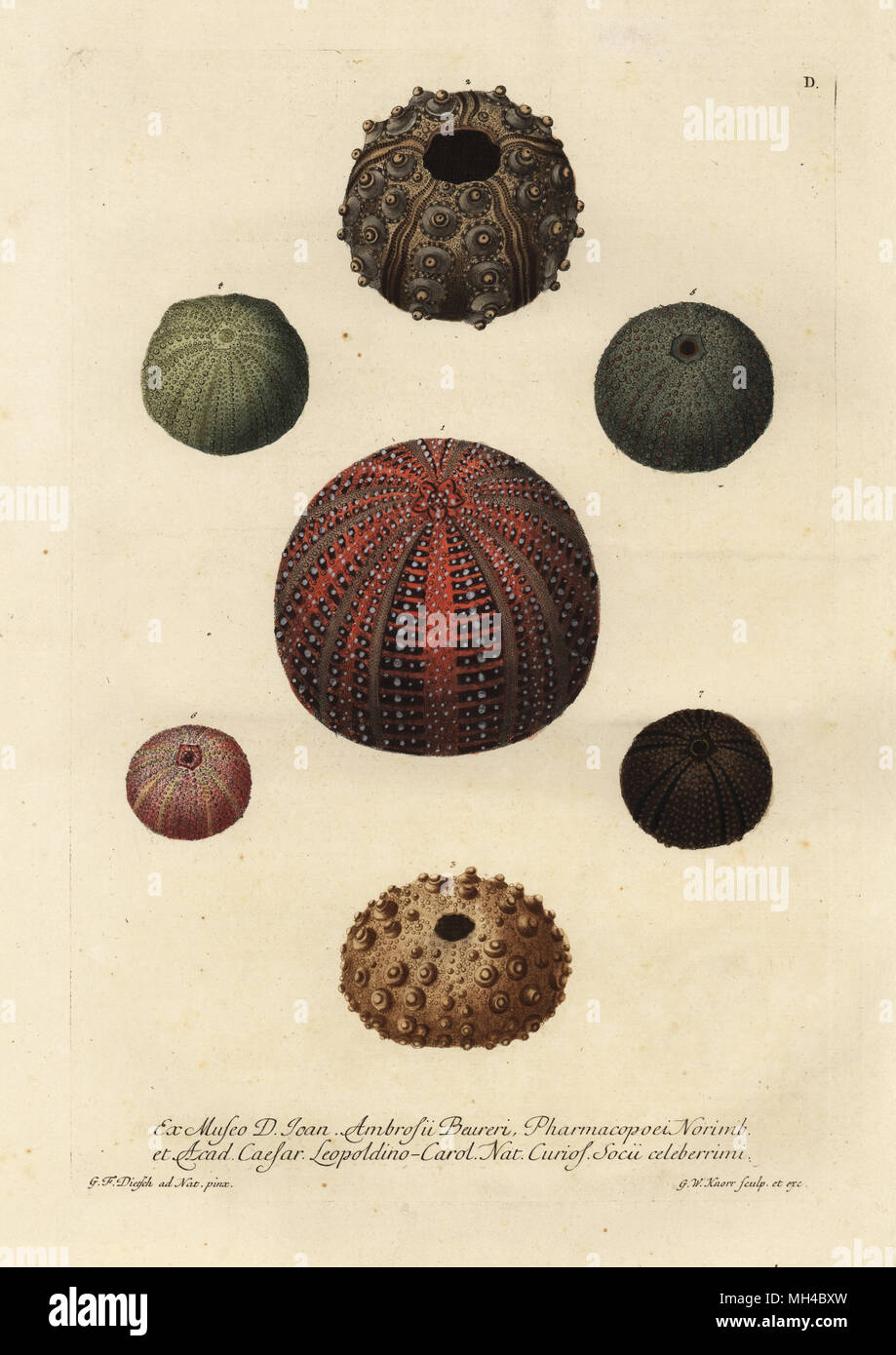 Green sea urchin, Psammechinus miliaris 1,4, Echinometra digitata prima 2, long-spined urchin, Diadema setosum 3, and other varieties. Handcoloured copperplate engraving by G.W. Knorr after an illustration by G.F. Dietsch from Georg Wolfgang Knorr's Deliciae Naturae Selectae of Kabinet van Zeldzaamheden der Natuur, Blusse and Son, Nuremberg, 1771. Specimens from a Wunderkammer or Cabinet of Curiosities of Johann Ambrosius Beurer. Stock Photo