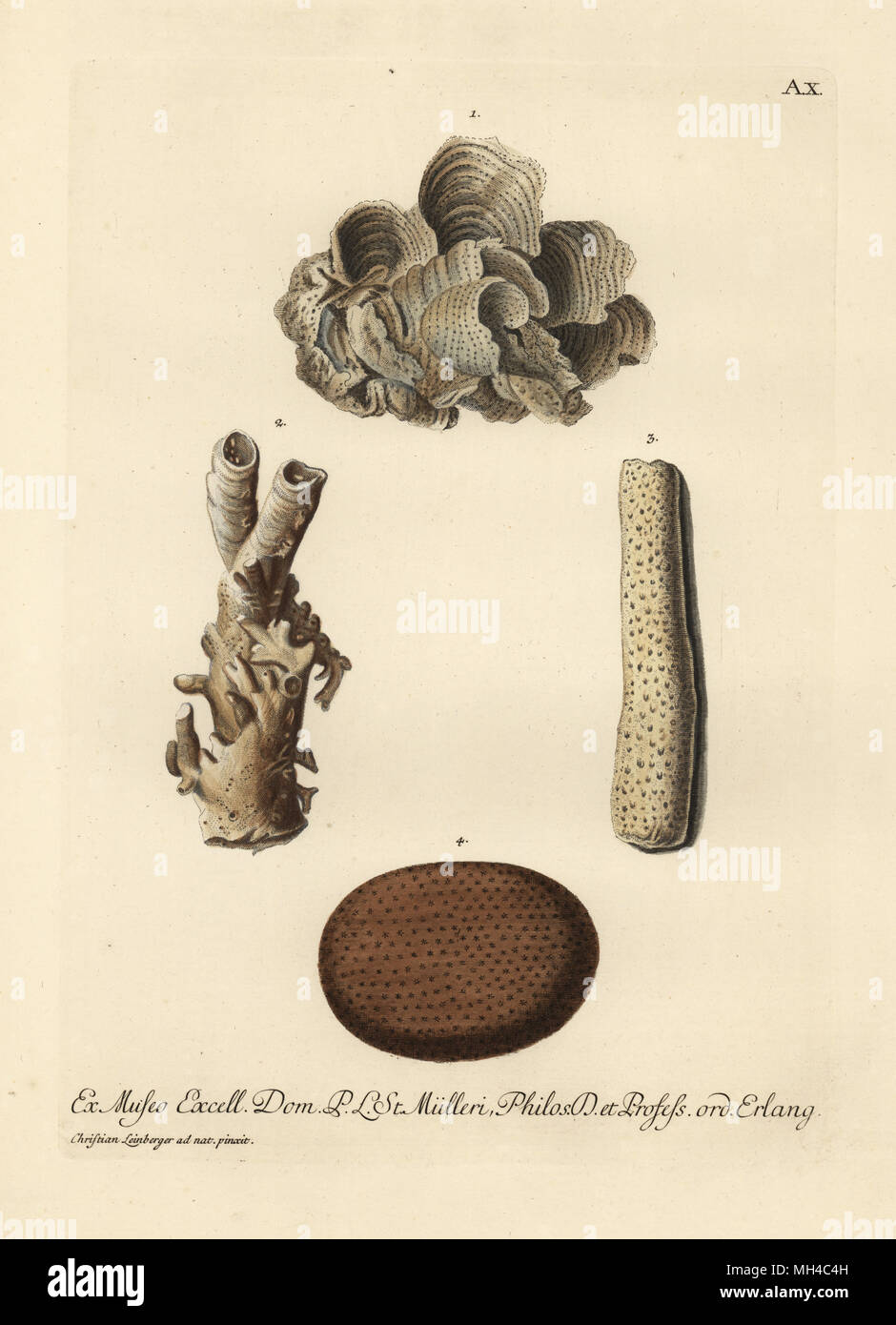 Lettuce coral, Agaricia agaricites, Madrepora agaricites 1, worm holes covered with stony coral 2, Acropora abrotanoides, Madrepora abrotonoides 3, and spherical clump of coral 4. Handcoloured copperplate engraving after an illustration by Christian Leinberger from Georg Wolfgang Knorr's Deliciae Naturae Selectae of Kabinet van Zeldzaamheden der Natuur, Blusse and Son, Nuremberg, 1771. Specimens from a Wunderkammer or Cabinet of Curiosities of P.L. Muller. Stock Photo