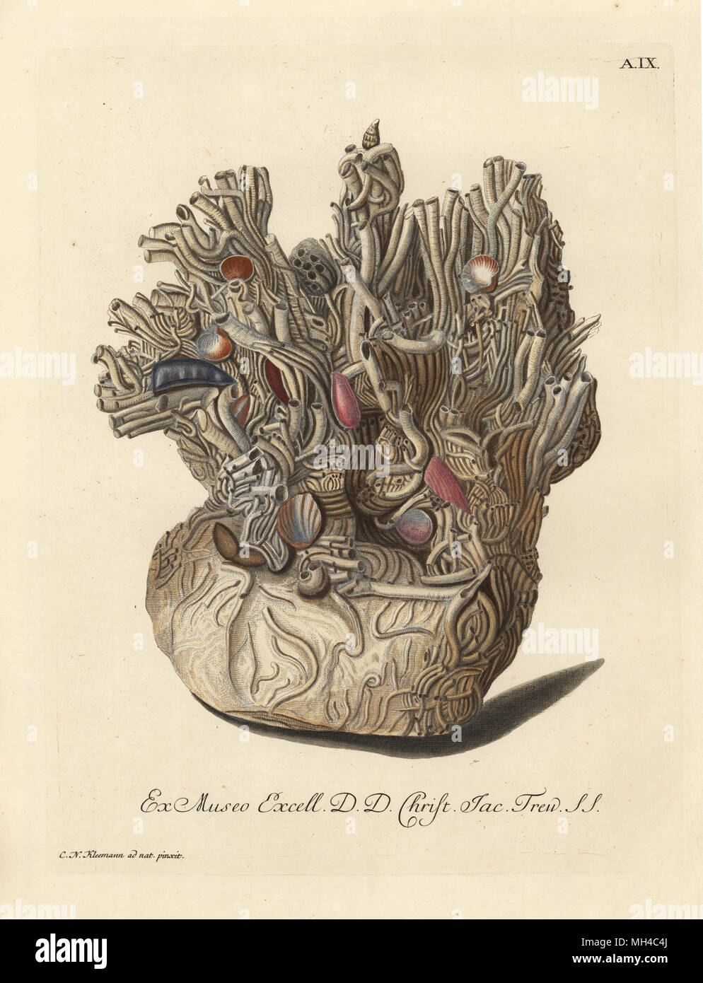 Nest of sponge coral, Halcyonium durum, Geodia cydonium? Handcoloured copperplate engraving after an illustration by Christian Nicolaus Kleemann from Georg Wolfgang Knorr's Deliciae Naturae Selectae of Kabinet van Zeldzaamheden der Natuur, Blusse and Son, Nuremberg, 1771. Specimens from a Wunderkammer or Cabinet of Curiosities owned by Dr. Christoph Jacob Trew in Nuremberg. Stock Photo