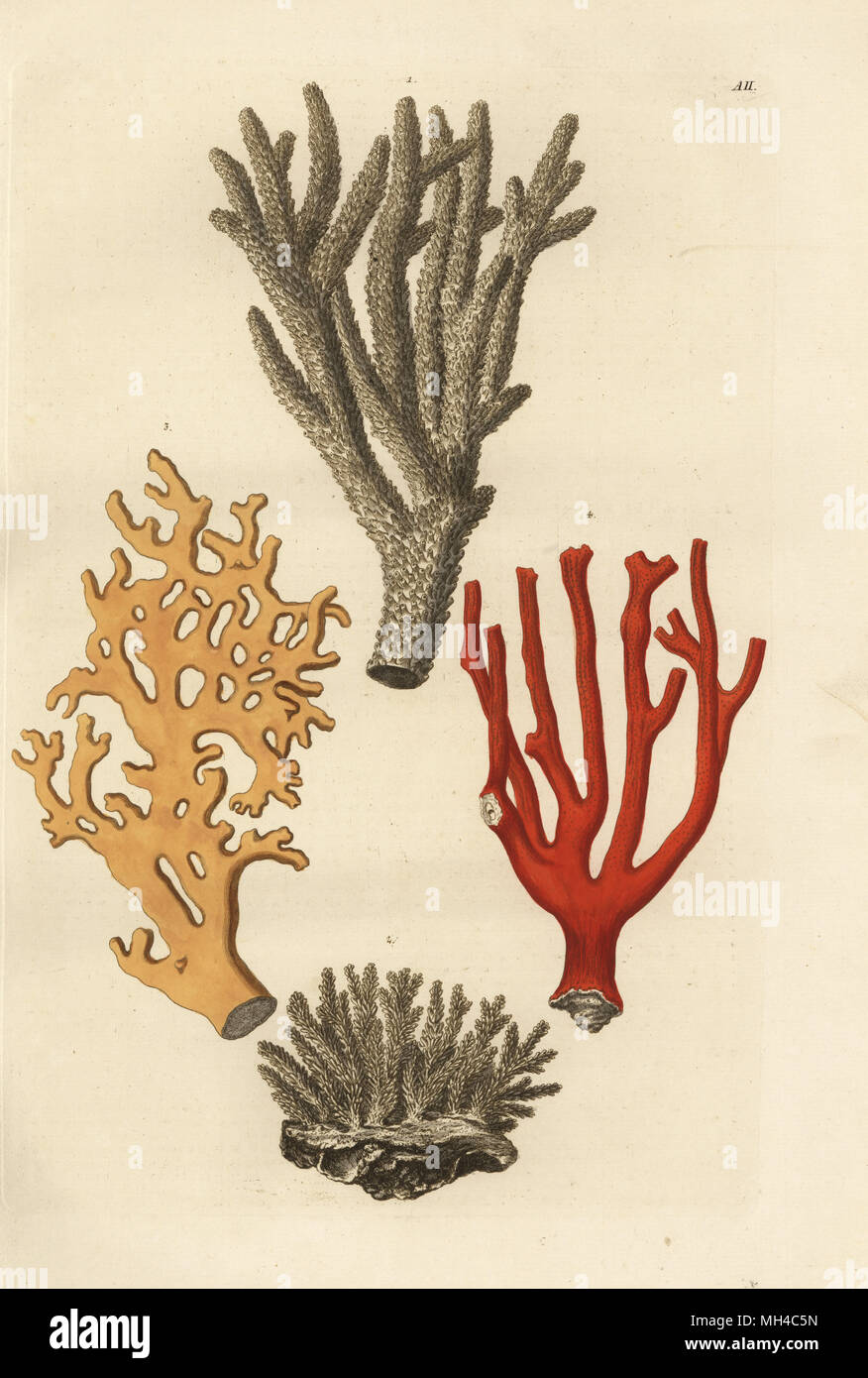 Coral species: Acropora abrotanoides 1, white coral 2, sea ginger, Millepora alcicornis 3, and red coral. (Madrepora abrotanoides, Corallium porofum album, Millepora digitata, Litophyton aureum). Handcoloured copperplate engraving from Georg Wolfgang Knorr's Deliciae Naturae Selectae of Kabinet van Zeldzaamheden der Natuur, Blusse and Son, Nuremberg, 1771. Specimens from a Wunderkammer or Cabinet of Curiosities. Stock Photo