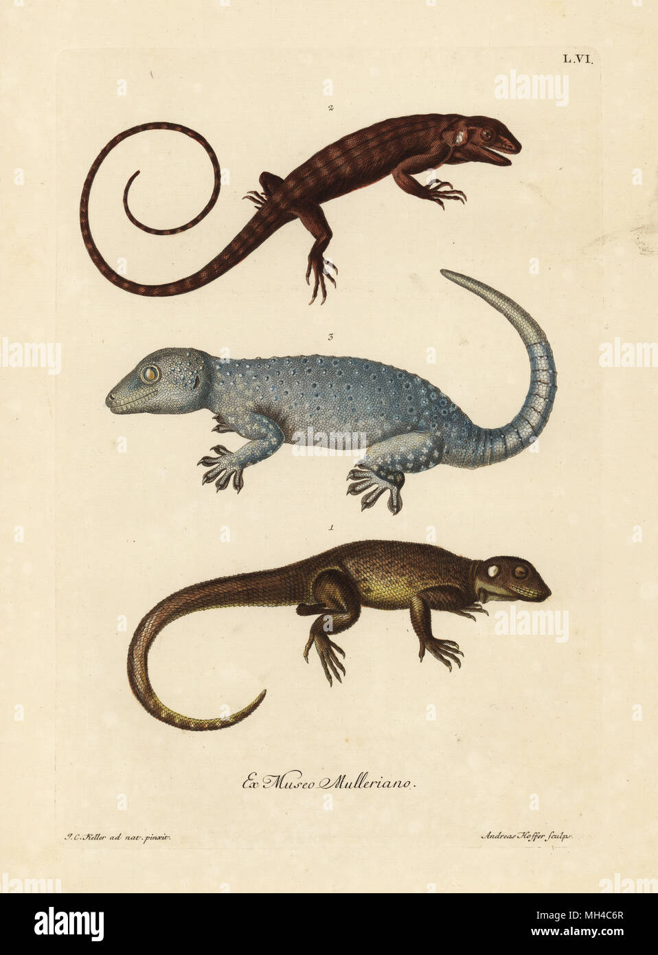 Two species of lizards 1,2 and a gecko 3. Le Lezard gris eguillonne des Indes orientales, le Lezard brun a ecailles rondes des Indes orientales, une Salmandre, Geko. Handcoloured copperplate engraving by Andreas Hoffer after an illustration by Johann Christoph Keller from Georg Wolfgang Knorr's Deliciae Naturae Selectae of Kabinet van Zeldzaamheden der Natuur, Blusse and Son, Nuremberg, 1771. Specimens from a Wunderkammer or Cabinet of Curiosities owned by P.L. Muller. Stock Photo