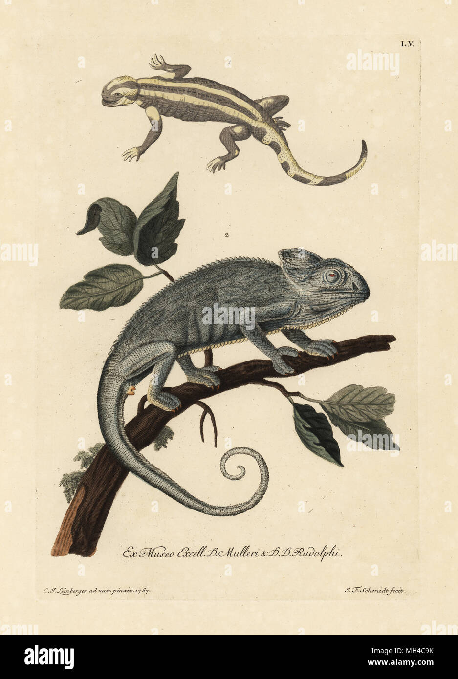 Salamander species and Indian chameleon, Chamaeleo zeylanicus. (Le salmandre, Salamandra, un cameleon de Bengale.) Handcoloured copperplate engraving by  after an illustration by from Georg Wolfgang Knorr's Deliciae Naturae Selectae of Kabinet van Zeldzaamheden der Natuur, Blusse and Son, Nuremberg, 1771. Specimens from Wunderkammer or Cabinet of Curiosities owned by P.L. Muller and D. Rudolph. Stock Photo